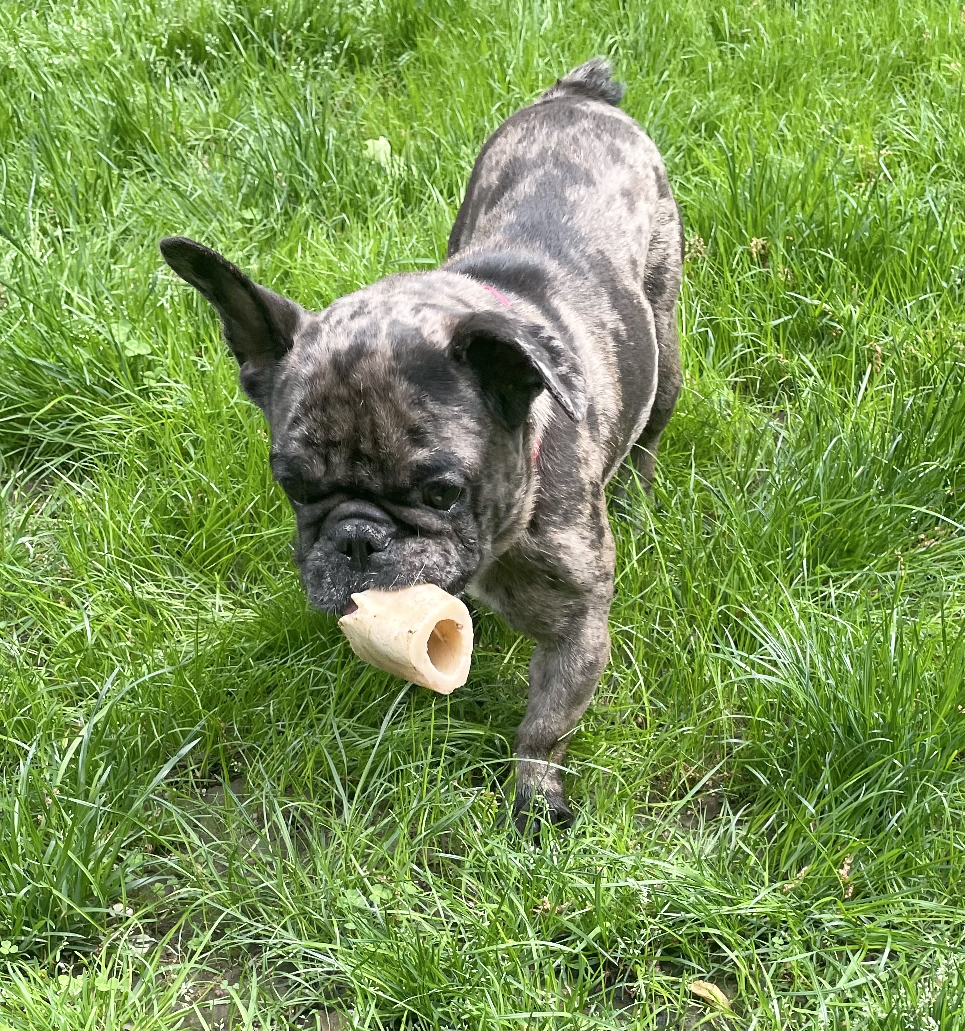 Sylvie