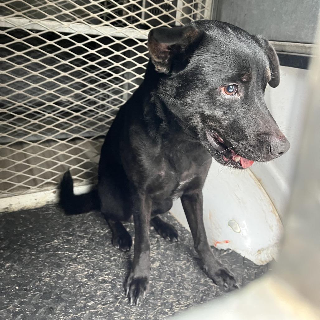 Enlarge Chad, a Adoptable mixed breed in Edinburg, TX image 1/6
