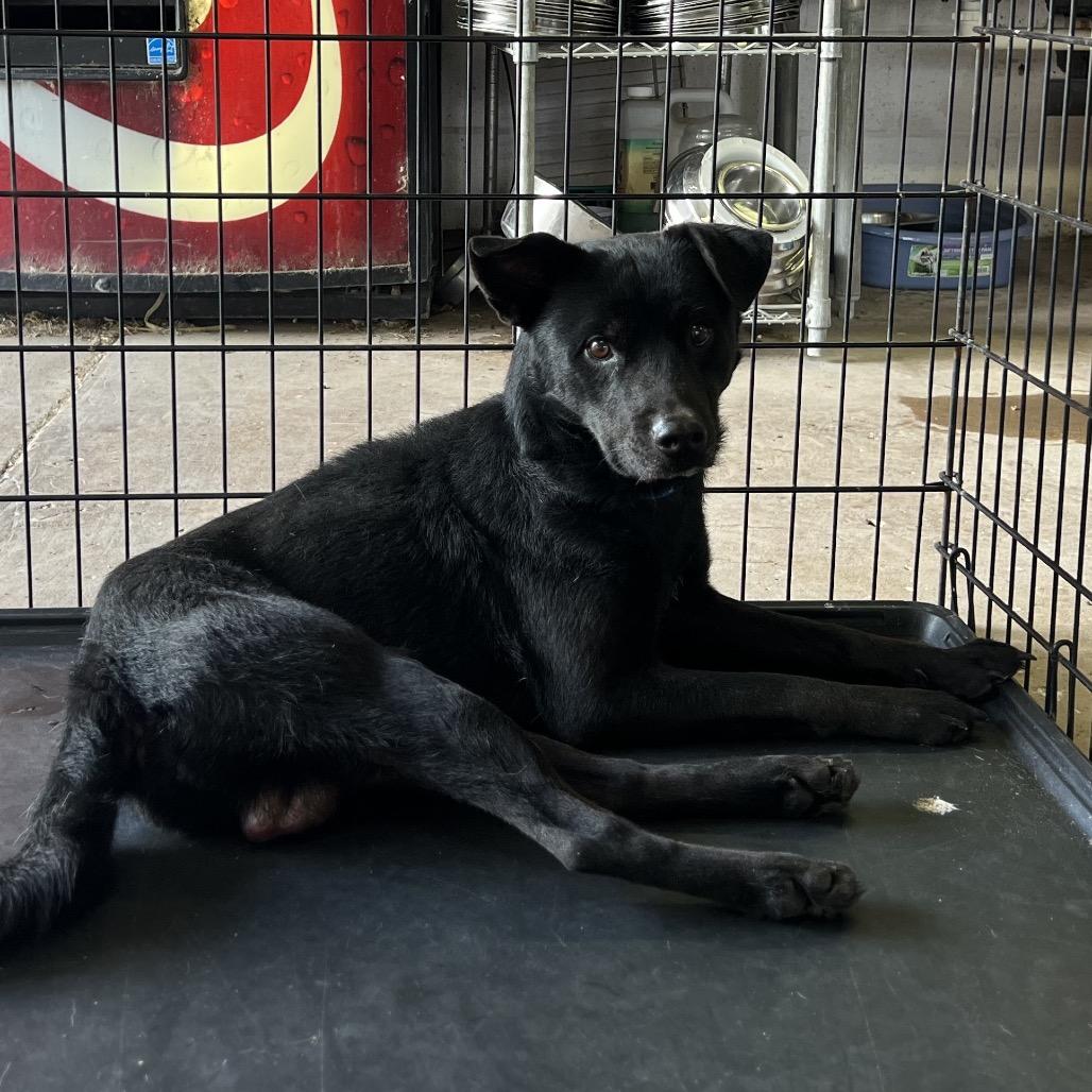 Enlarge Chad, a Adoptable mixed breed in Edinburg, TX image 2/6