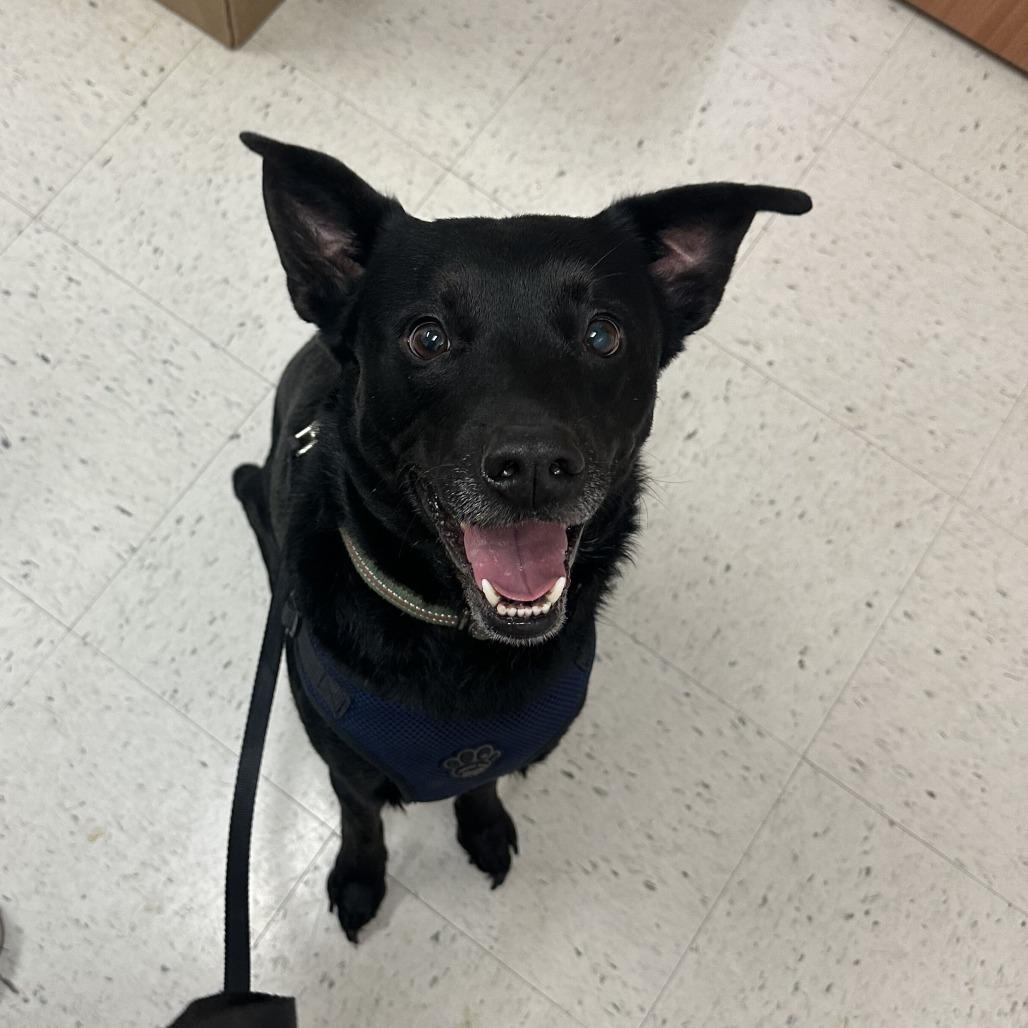 Enlarge Chad, a Adoptable mixed breed in Edinburg, TX image 3/6
