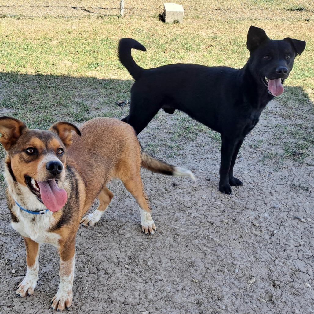 Enlarge Chad, a Adoptable mixed breed in Edinburg, TX image 4/6