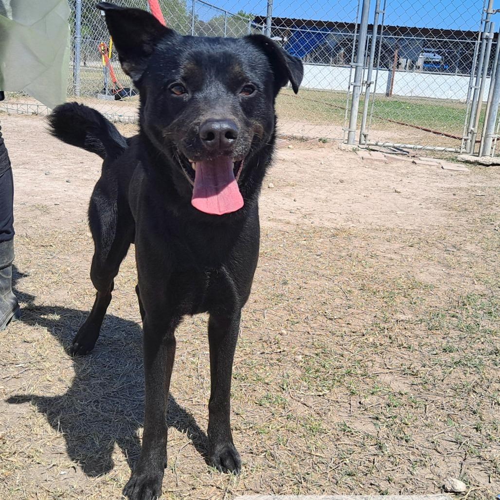 Enlarge Chad, a Adoptable mixed breed in Edinburg, TX image 5/6
