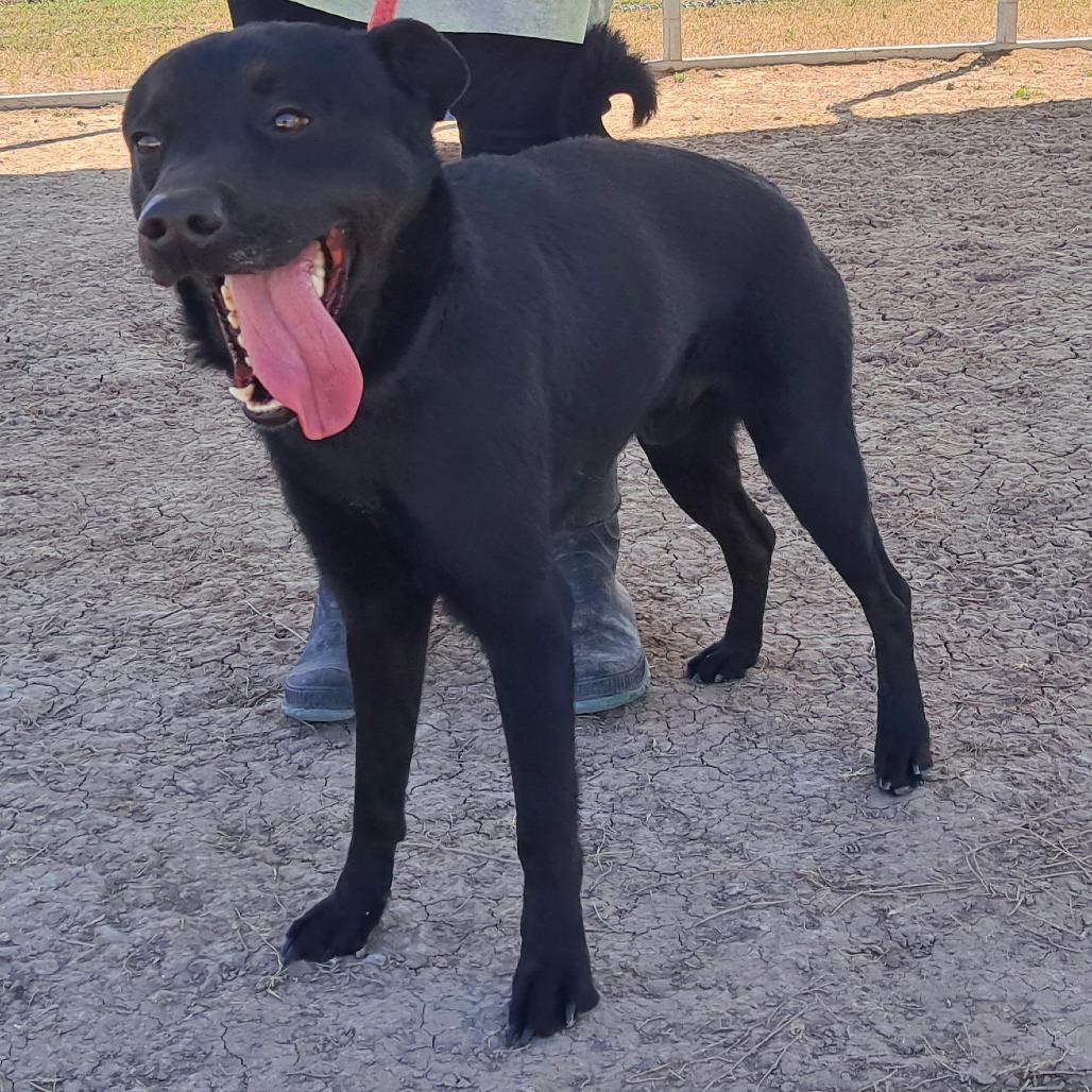 Enlarge Chad, a Adoptable mixed breed in Edinburg, TX image 6/6