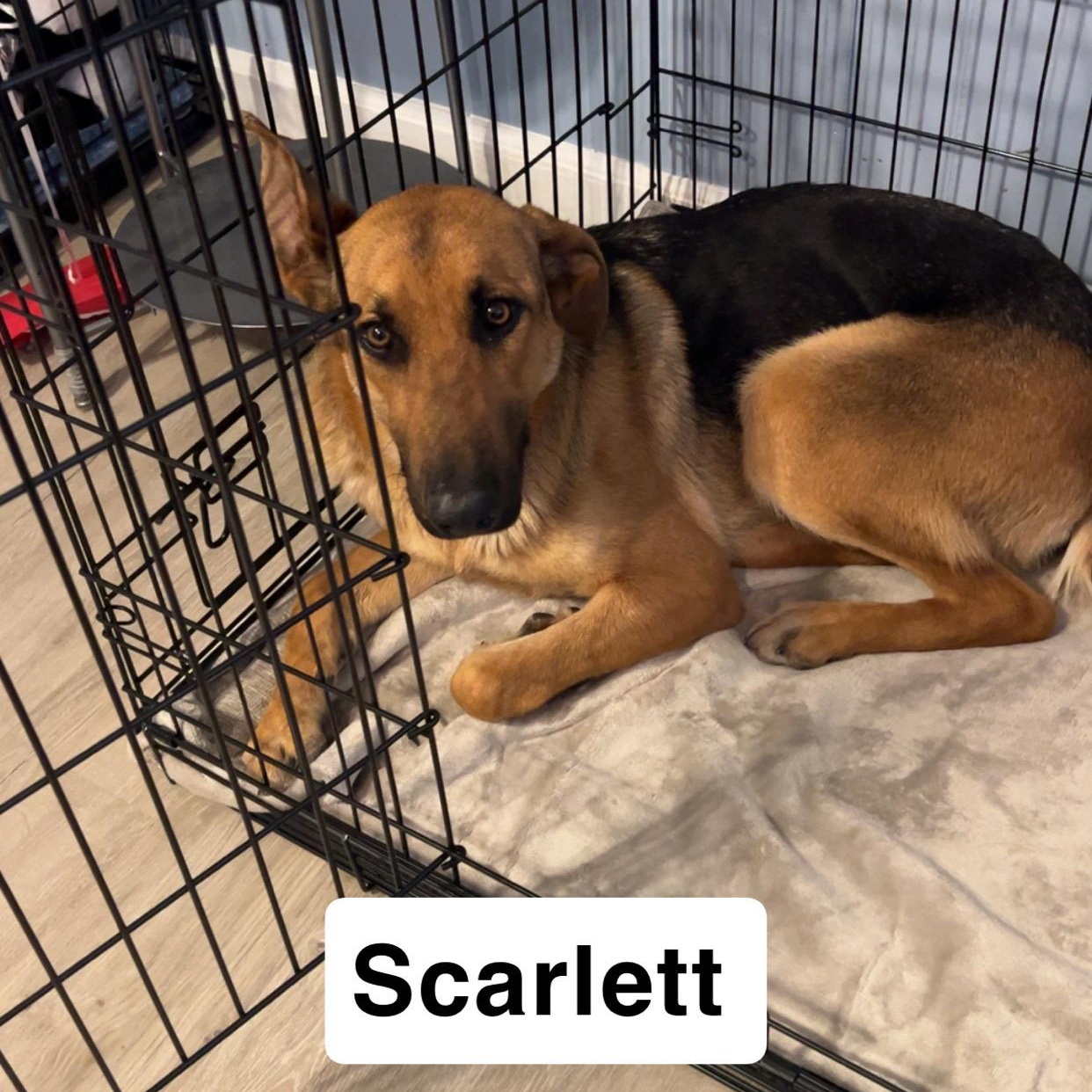 Enlarge Scarlett, a Adoptable German Shepherd Dog in Warwick , RI image 5/6