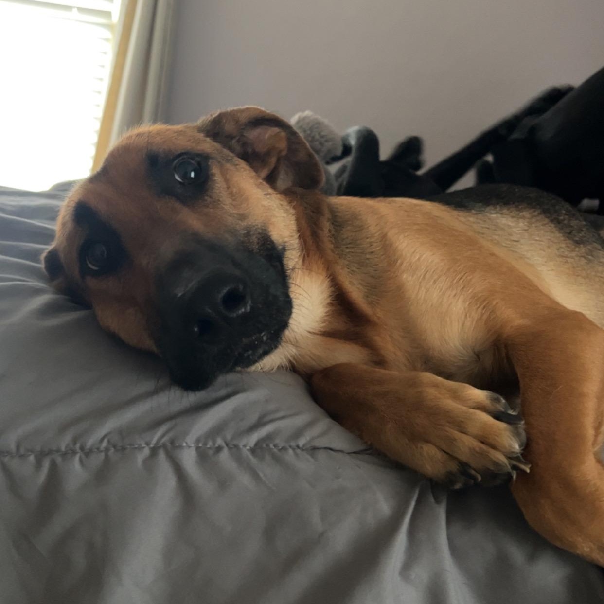 Enlarge Scarlett, a Adoptable German Shepherd Dog in Warwick , RI image 2/6
