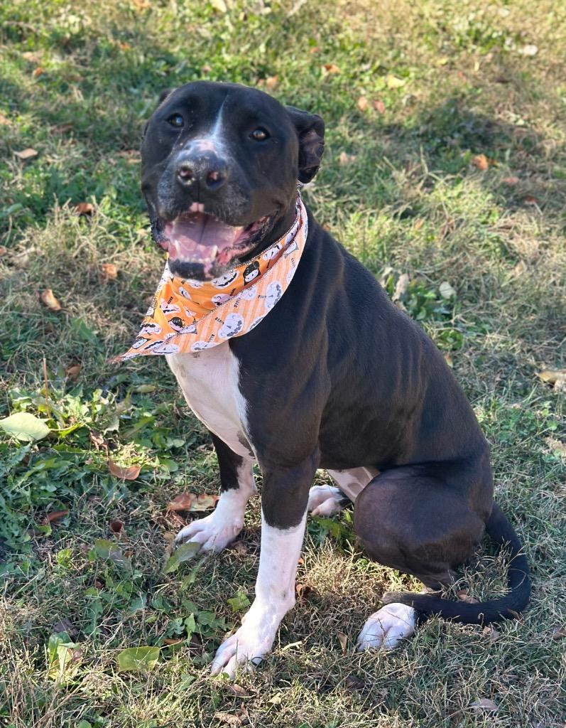 Enlarge Luna, a Adoptable mixed breed in Columbus, NE image 1/1