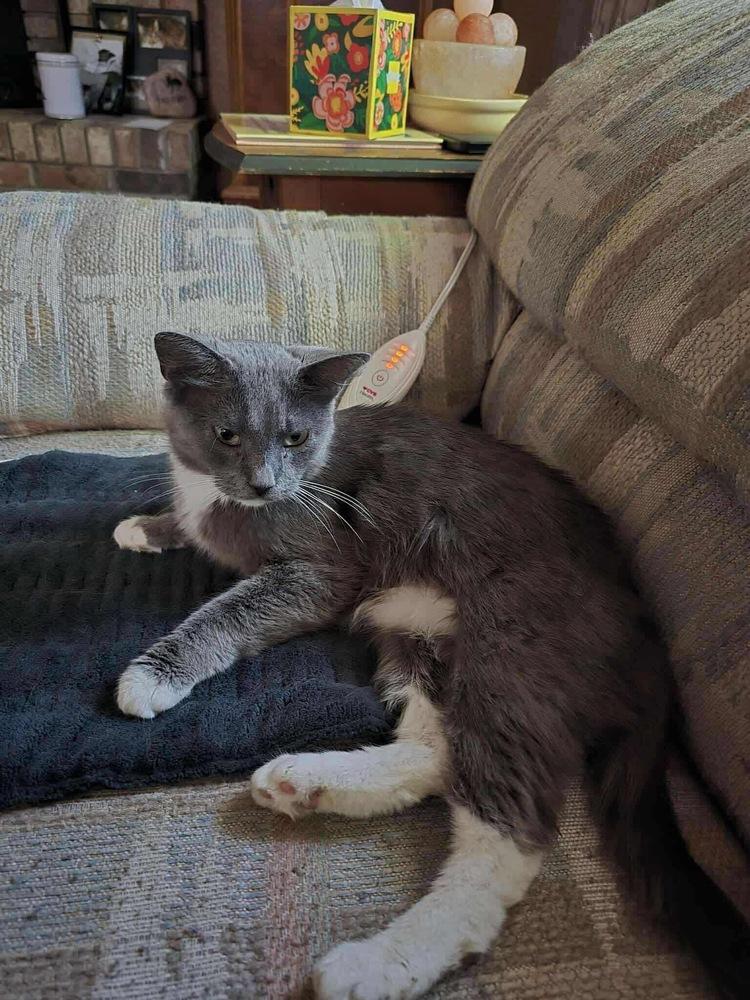 Enlarge Mama Luna, a Adoptable mixed breed in Poplar Grove, IL image 1/6