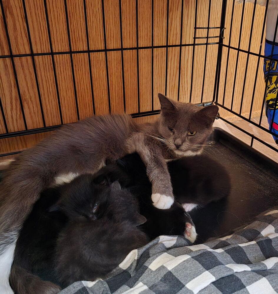 Enlarge Mama Luna, a Adoptable mixed breed in Poplar Grove, IL image 2/6