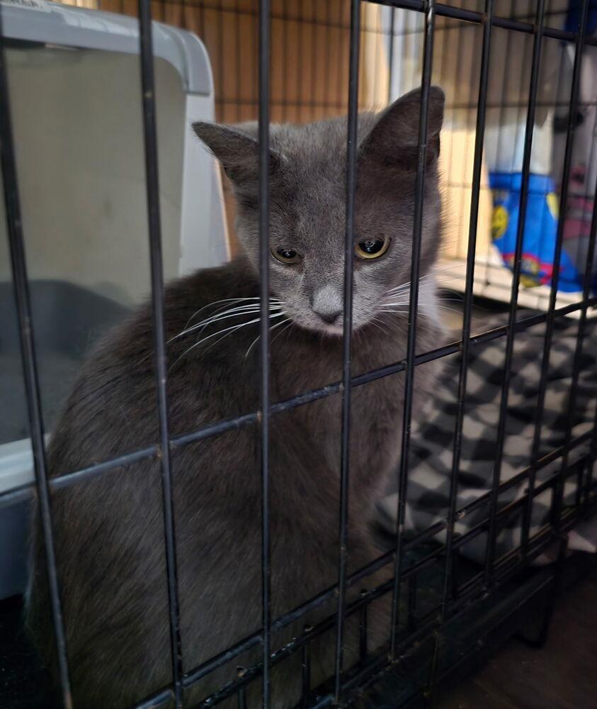 Enlarge Mama Luna, a Adoptable mixed breed in Poplar Grove, IL image 3/6