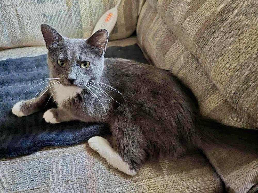 Enlarge Mama Luna, a Adoptable mixed breed in Poplar Grove, IL image 4/6