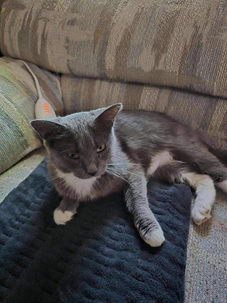 Enlarge Mama Luna, a Adoptable mixed breed in Poplar Grove, IL image 5/6