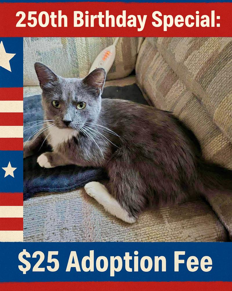 Enlarge Mama Luna, a Adoptable mixed breed in Poplar Grove, IL image 6/6