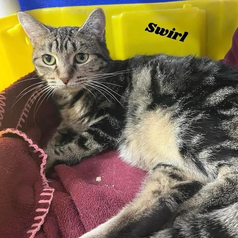 Swirl, ADOPTABLE, Adult Female Domestic Short Hair.