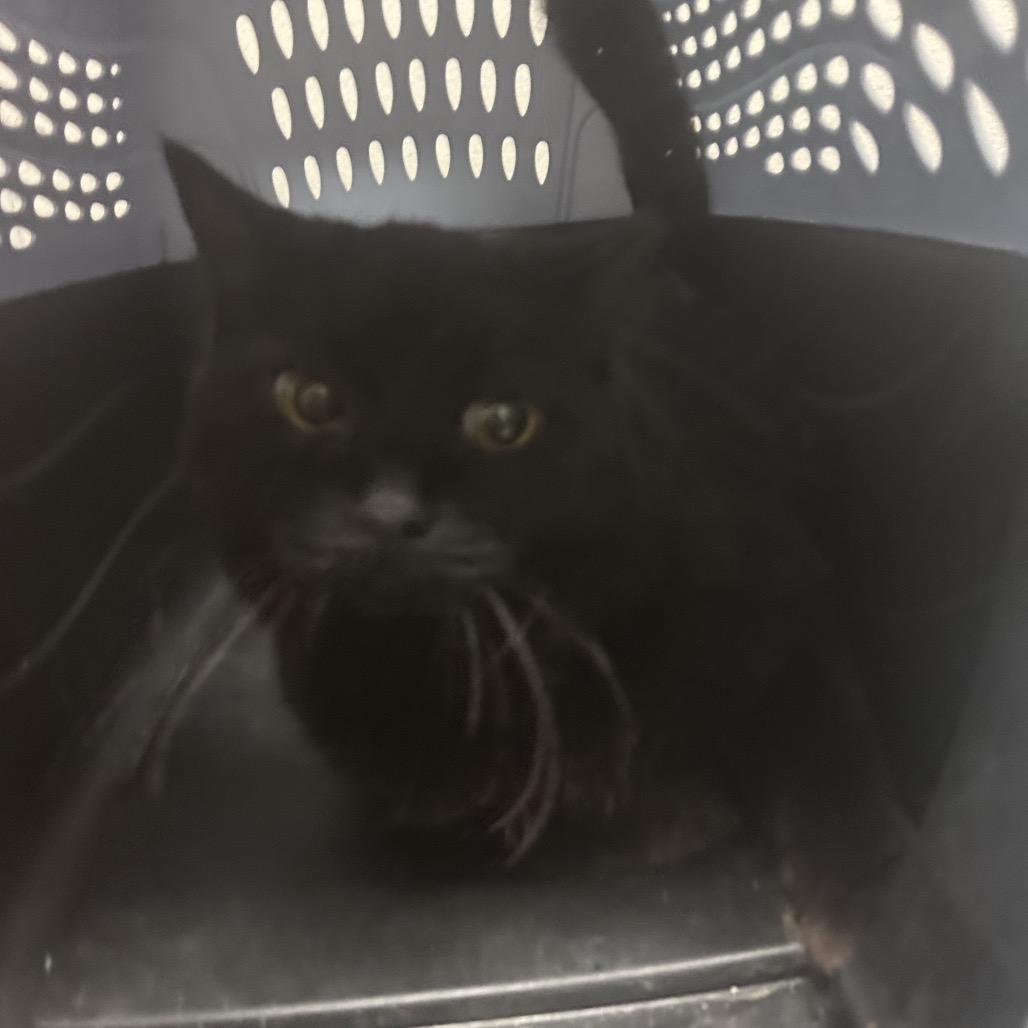 Enlarge Charcoal, a Adoptable Domestic Short Hair in Yuma, AZ image 1/1