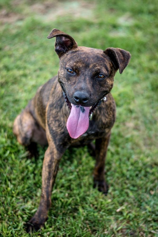 Enlarge Rhys, a Adoptable mixed breed in Frankfort, NY image 1/6