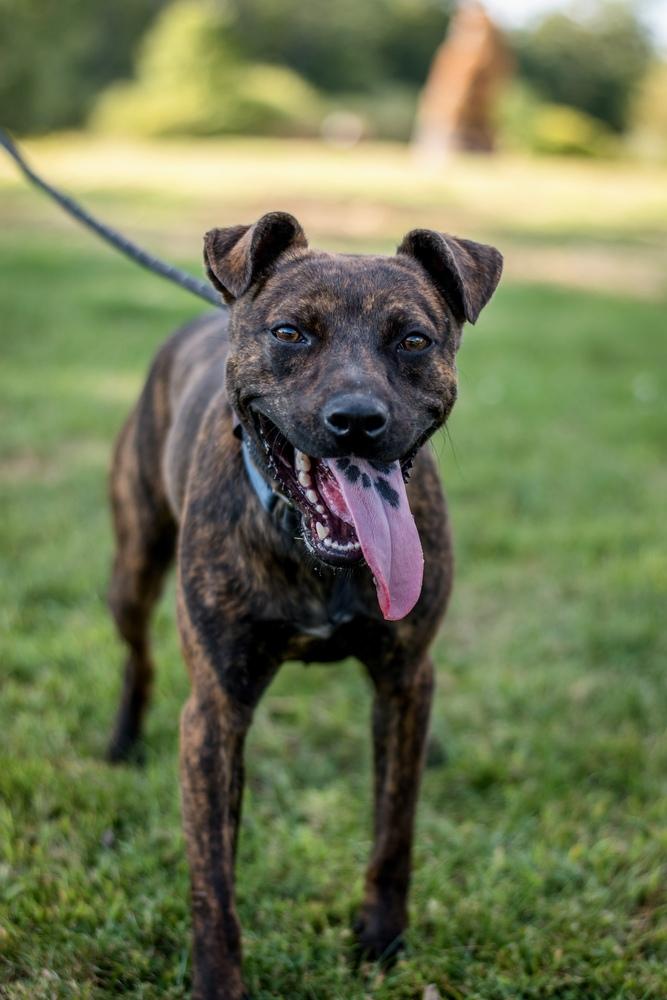 Enlarge Rhys, a Adoptable mixed breed in Frankfort, NY image 5/6