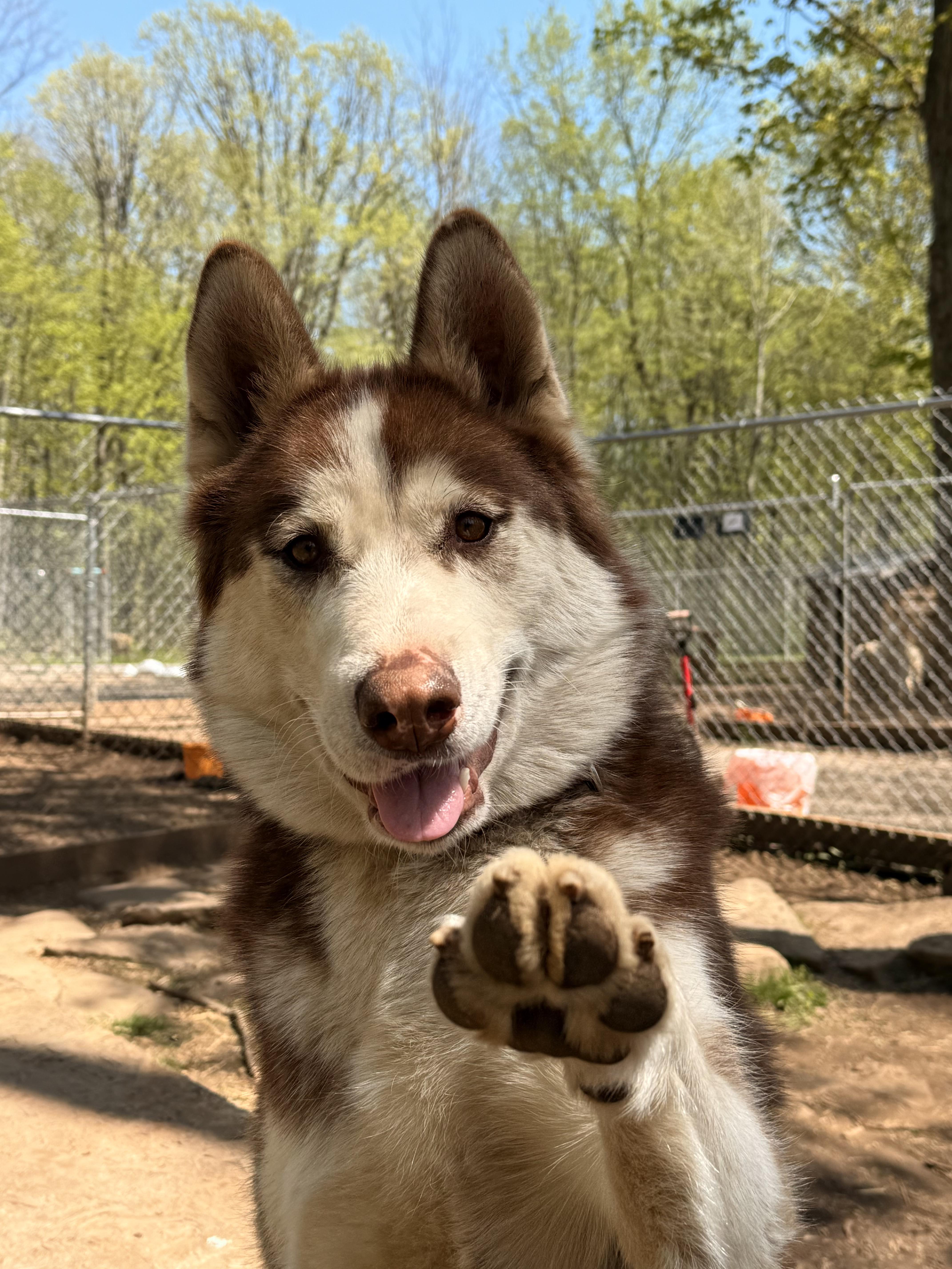 Gypsy, an adoptable Siberian Husky in Addison, ON, K0E 1A0 | Photo Image 3
