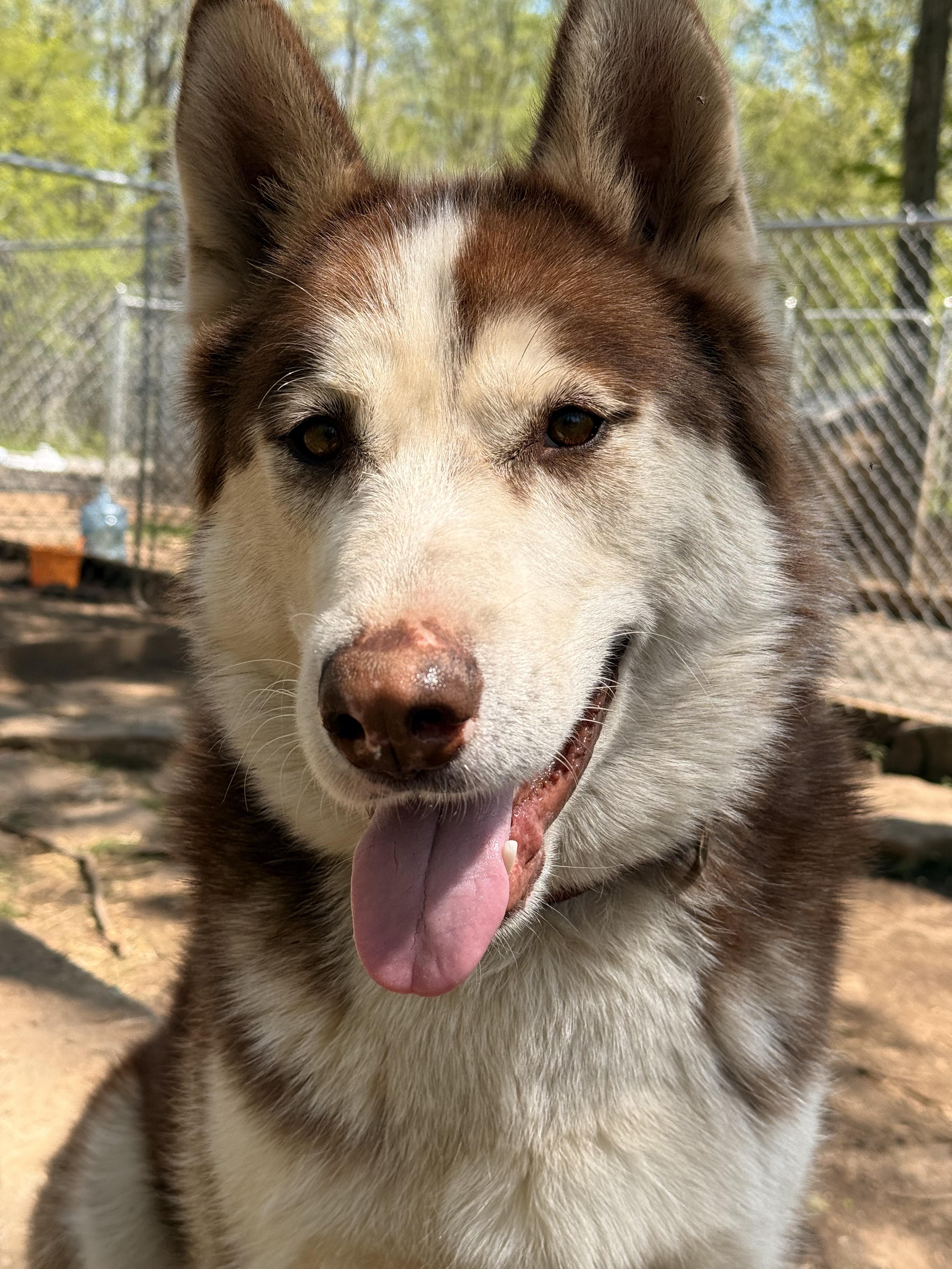 Gypsy, an adoptable Siberian Husky in Addison, ON, K0E 1A0 | Photo Image 6