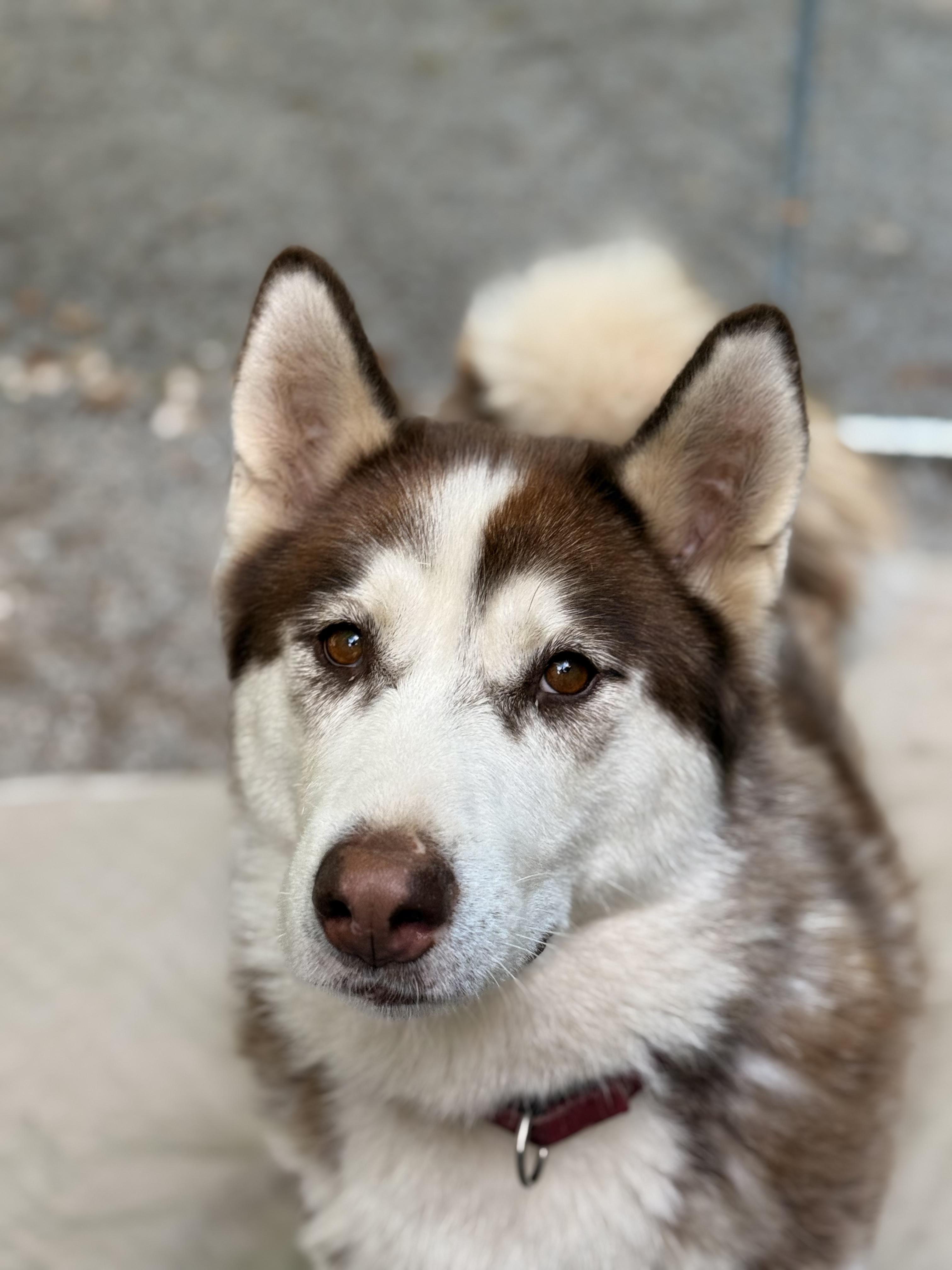 Gypsy, an adoptable Siberian Husky in Addison, ON, K0E 1A0 | Photo Image 4