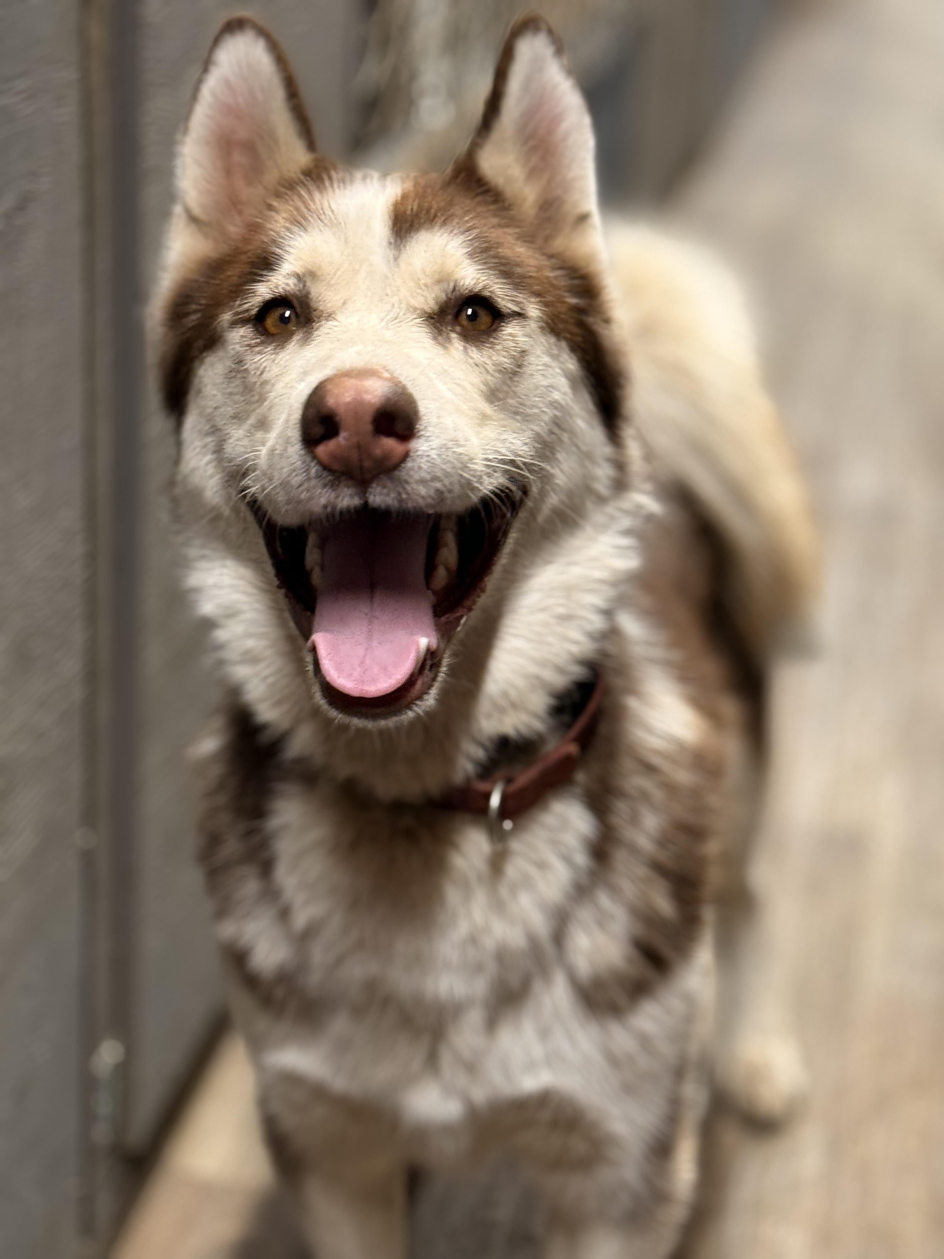 Gypsy, a Adoptable Siberian Husky in Addison, ON image 1/6