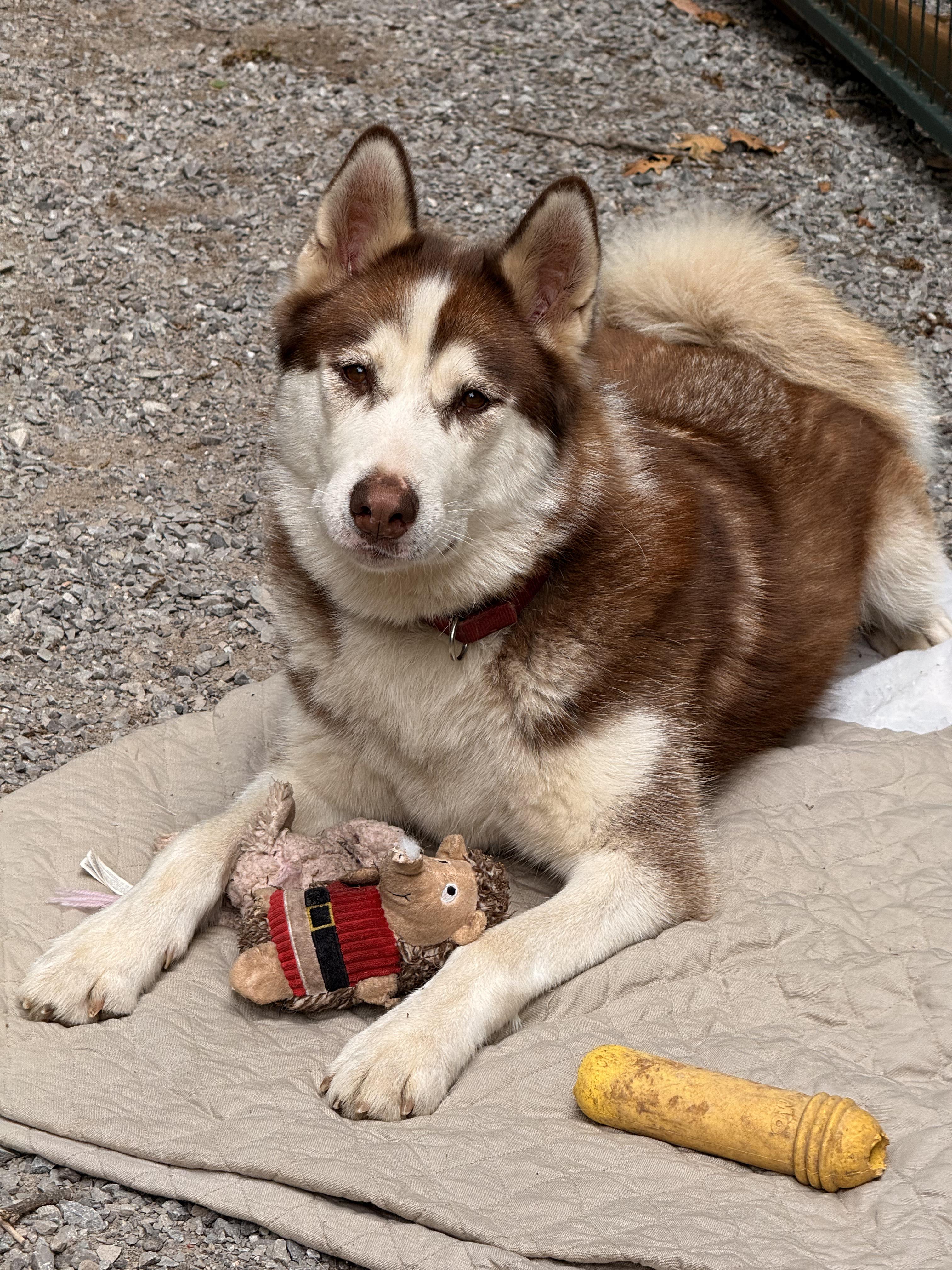 Gypsy, an adoptable Siberian Husky in Addison, ON, K0E 1A0 | Photo Image 5