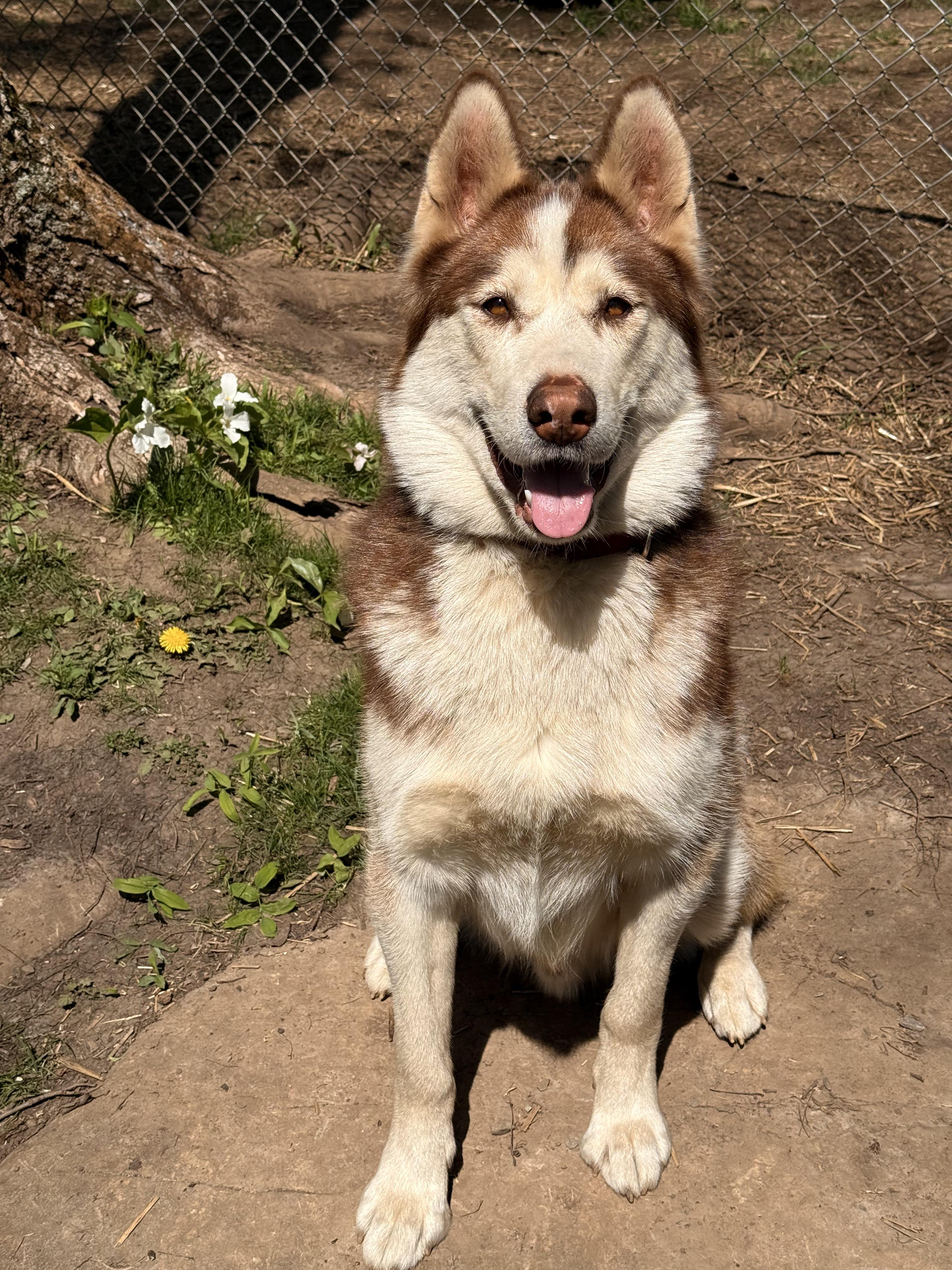 Gypsy, a Adoptable Siberian Husky in Addison, ON image 2/6