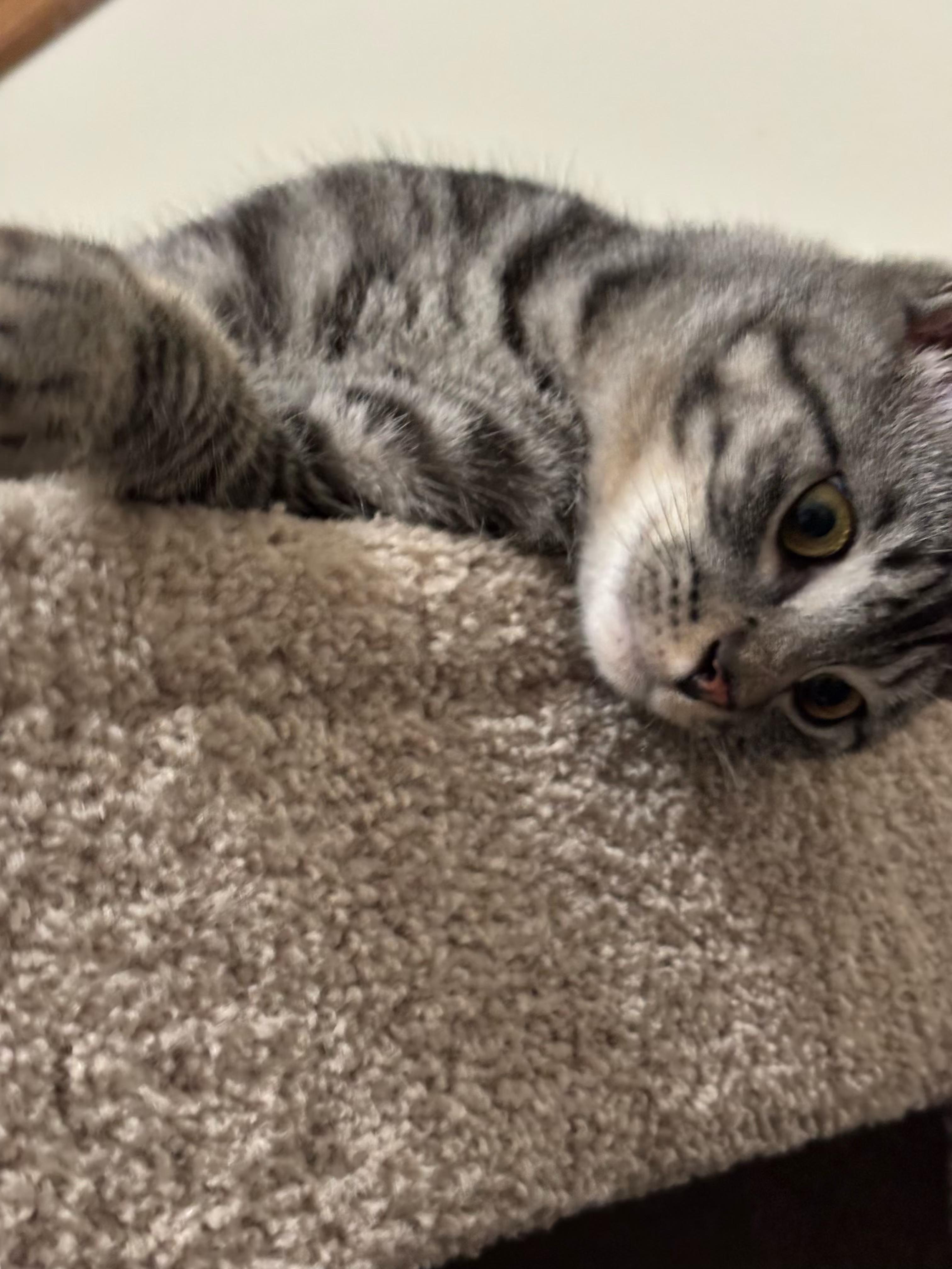 Enlarge Sebba... sweetest guy! , an adopted Domestic Short Hair in Palm Coast, FL image 2/3