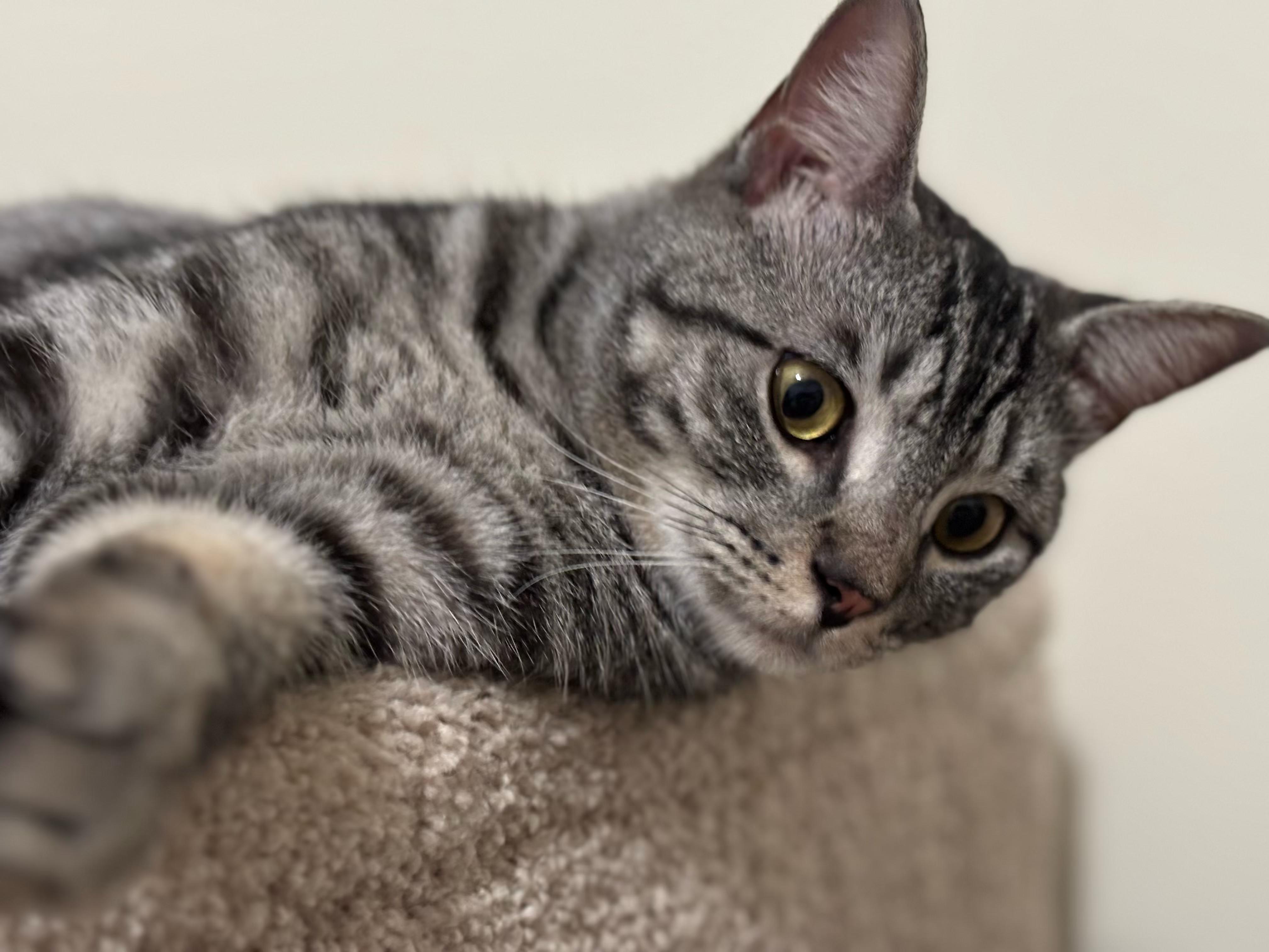 Sebba... sweetest guy! , adopted, Young Male Domestic Short Hair.