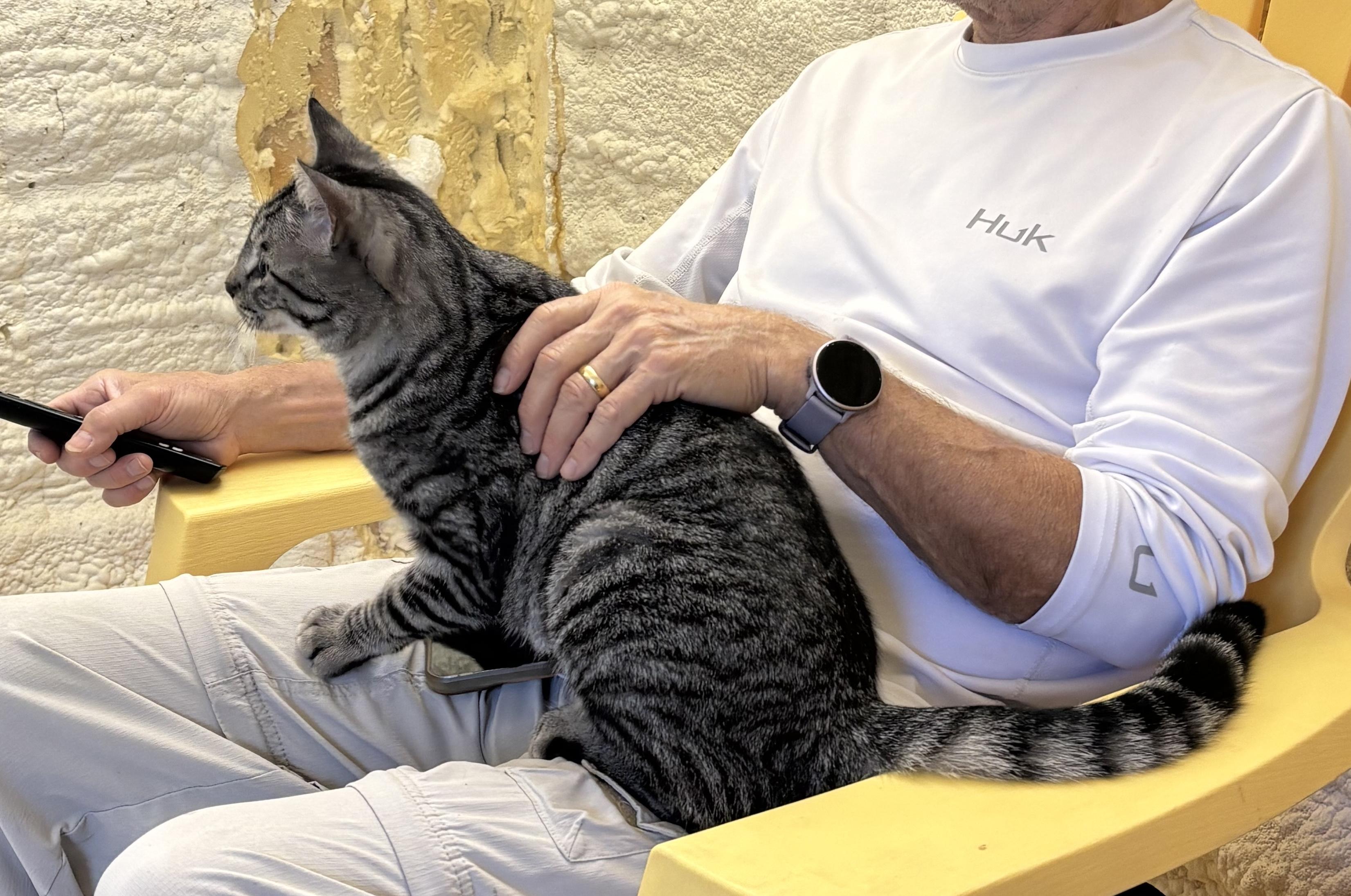 Enlarge Sebba... sweetest guy! , an adopted Domestic Short Hair in Palm Coast, FL image 3/3