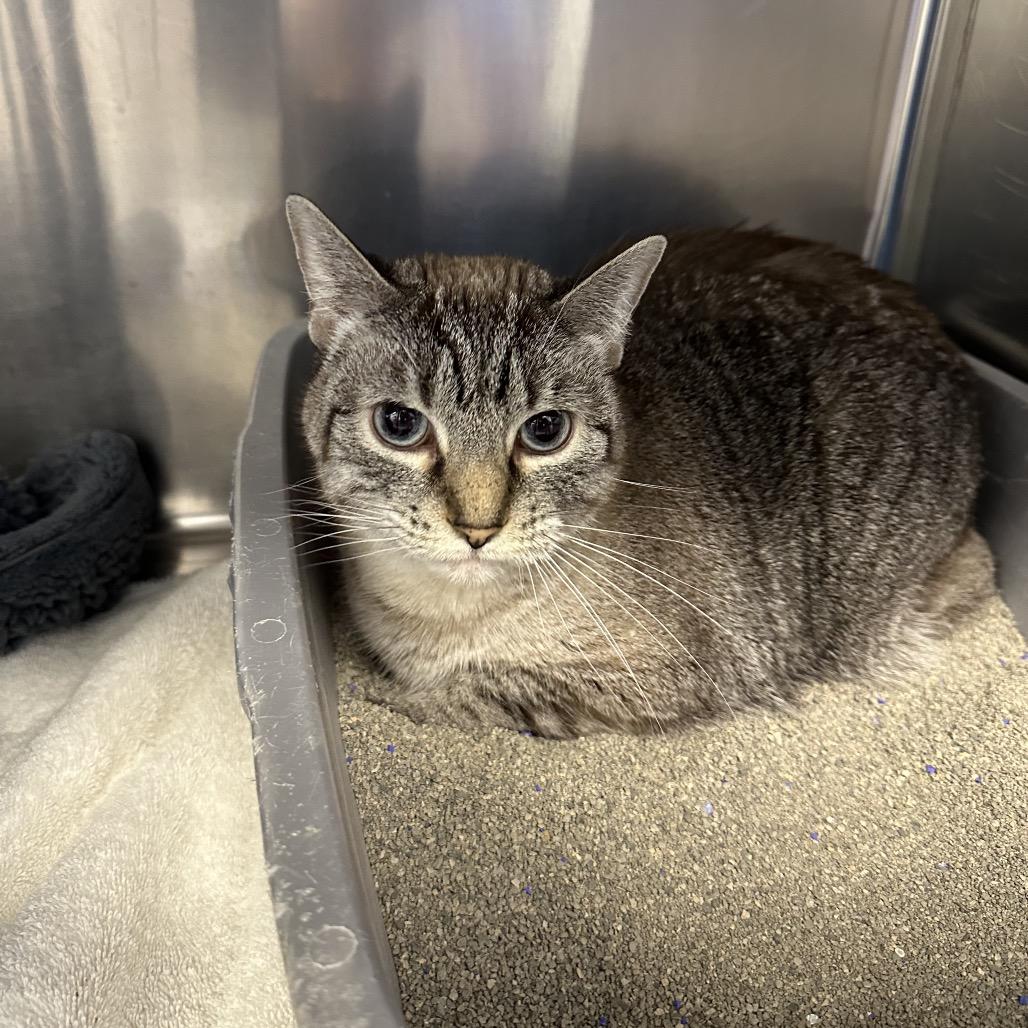 Enlarge Millie, a Adoptable Domestic Short Hair in Milford, IA image 1/5