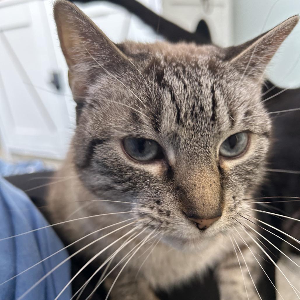 Enlarge Millie, a Adoptable Domestic Short Hair in Milford, IA image 2/5