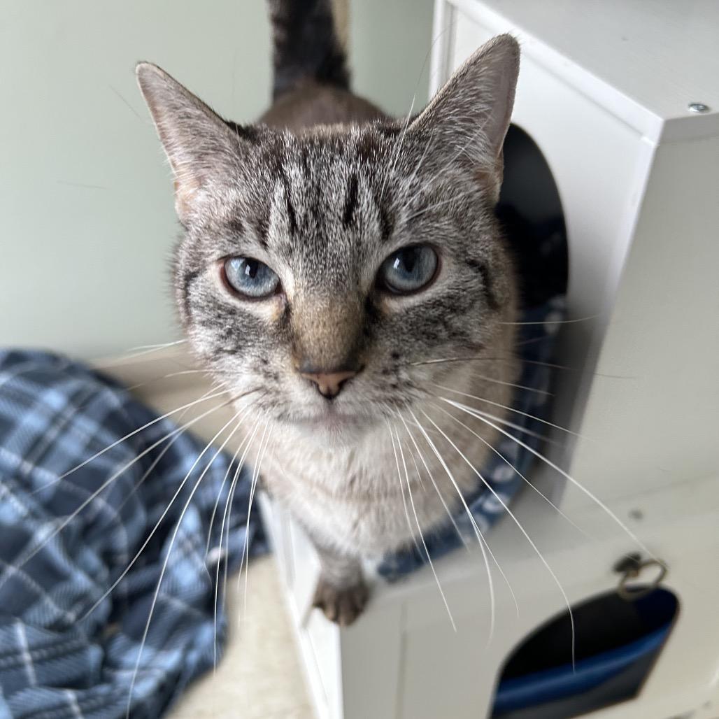 Enlarge Millie, a Adoptable Domestic Short Hair in Milford, IA image 3/5