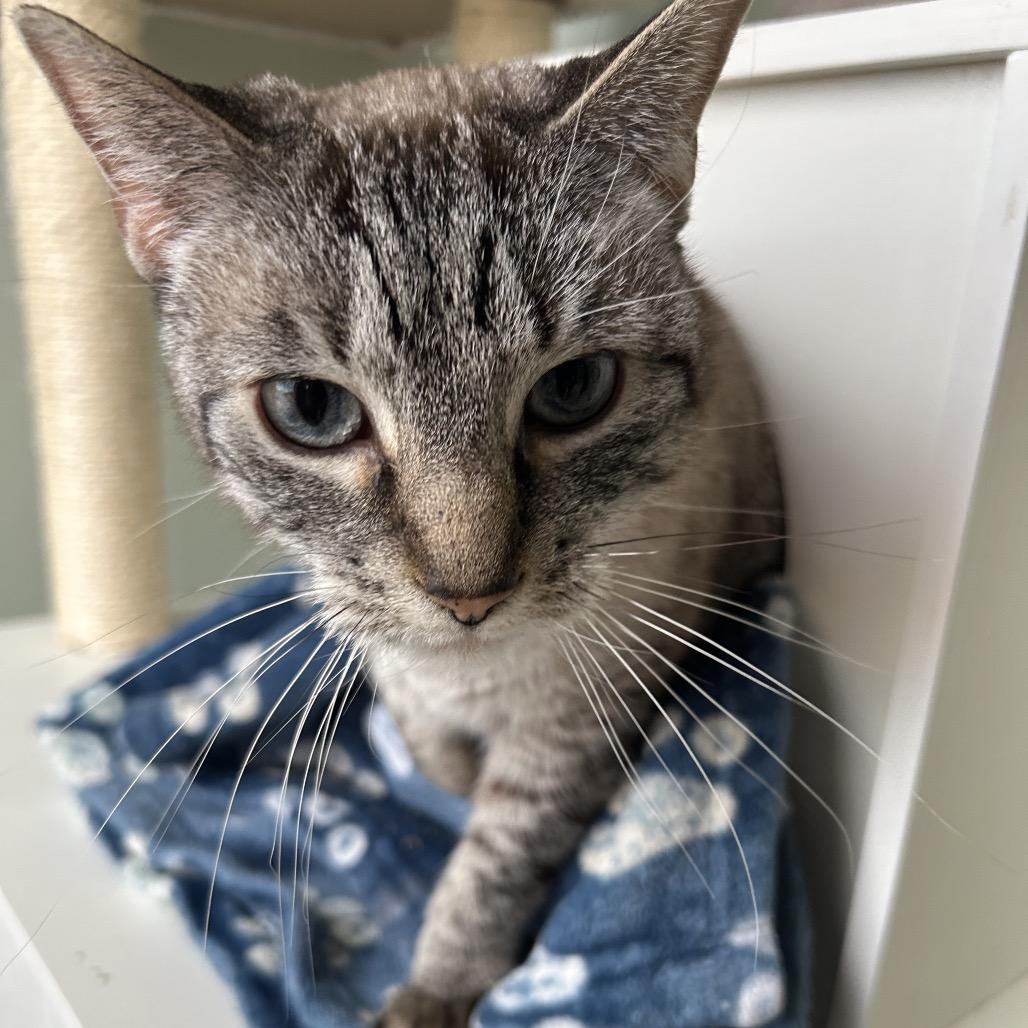Enlarge Millie, a Adoptable Domestic Short Hair in Milford, IA image 4/5