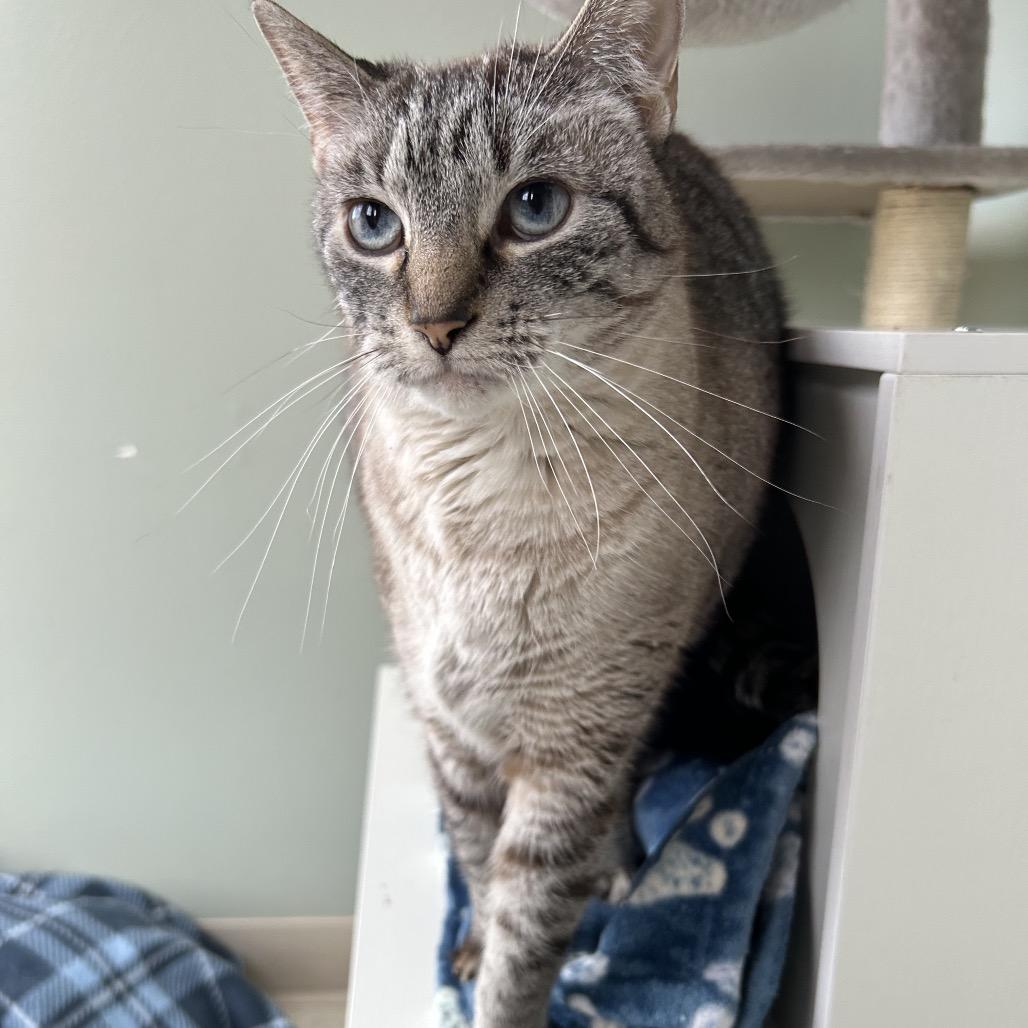 Enlarge Millie, a Adoptable Domestic Short Hair in Milford, IA image 5/5
