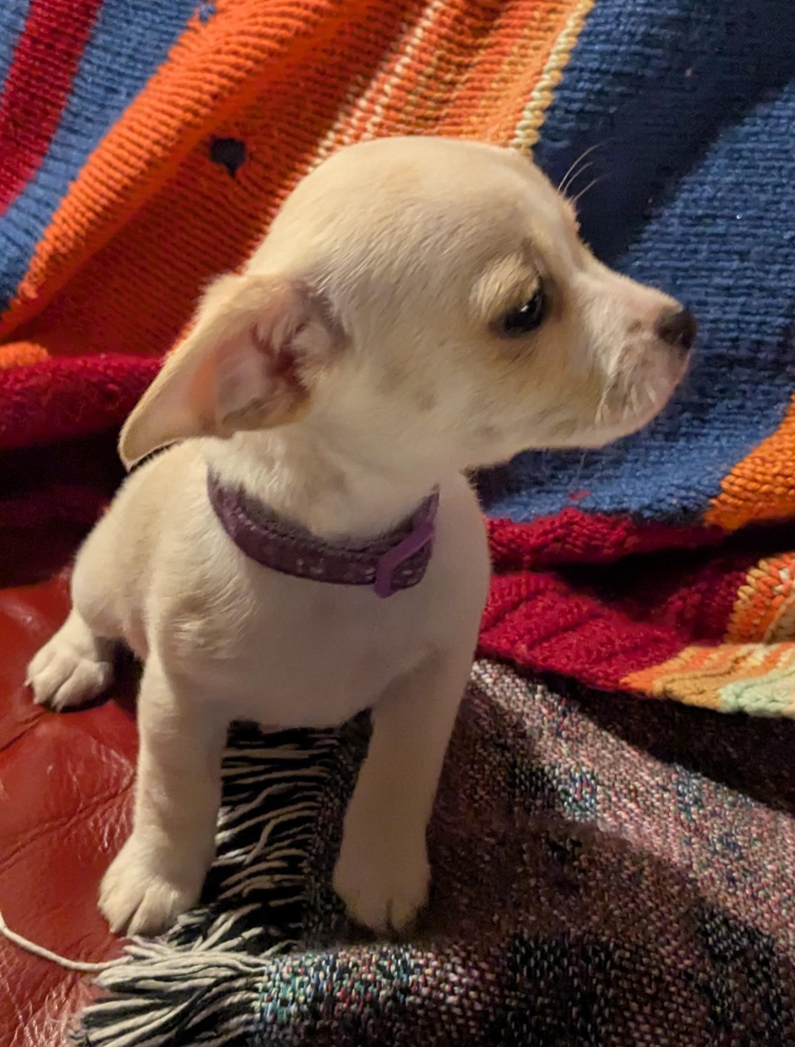 Milk, a ADOPTABLE mixed breed in Clatskanie, OR image 5/6