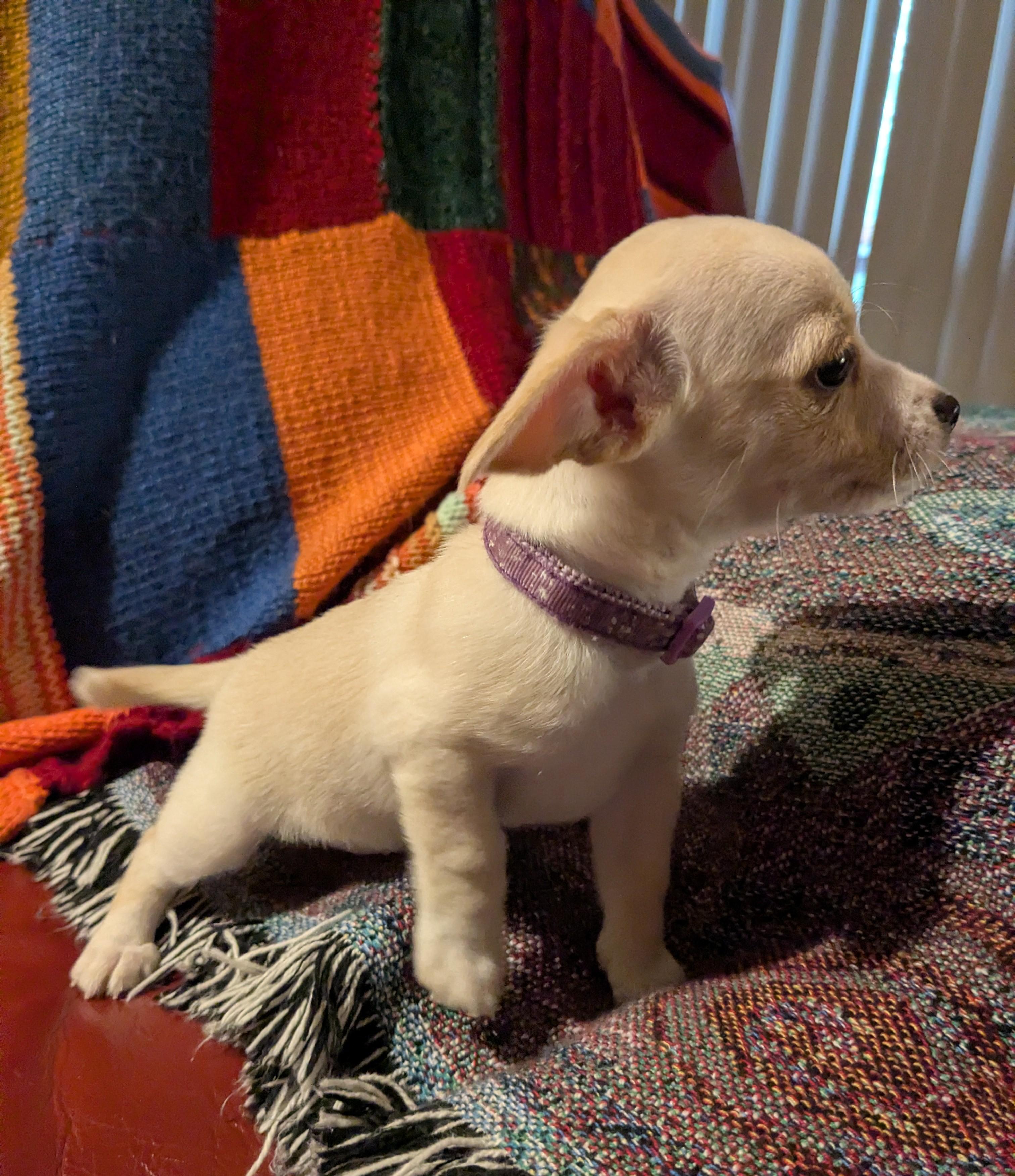 Milk, a ADOPTABLE mixed breed in Clatskanie, OR image 1/6