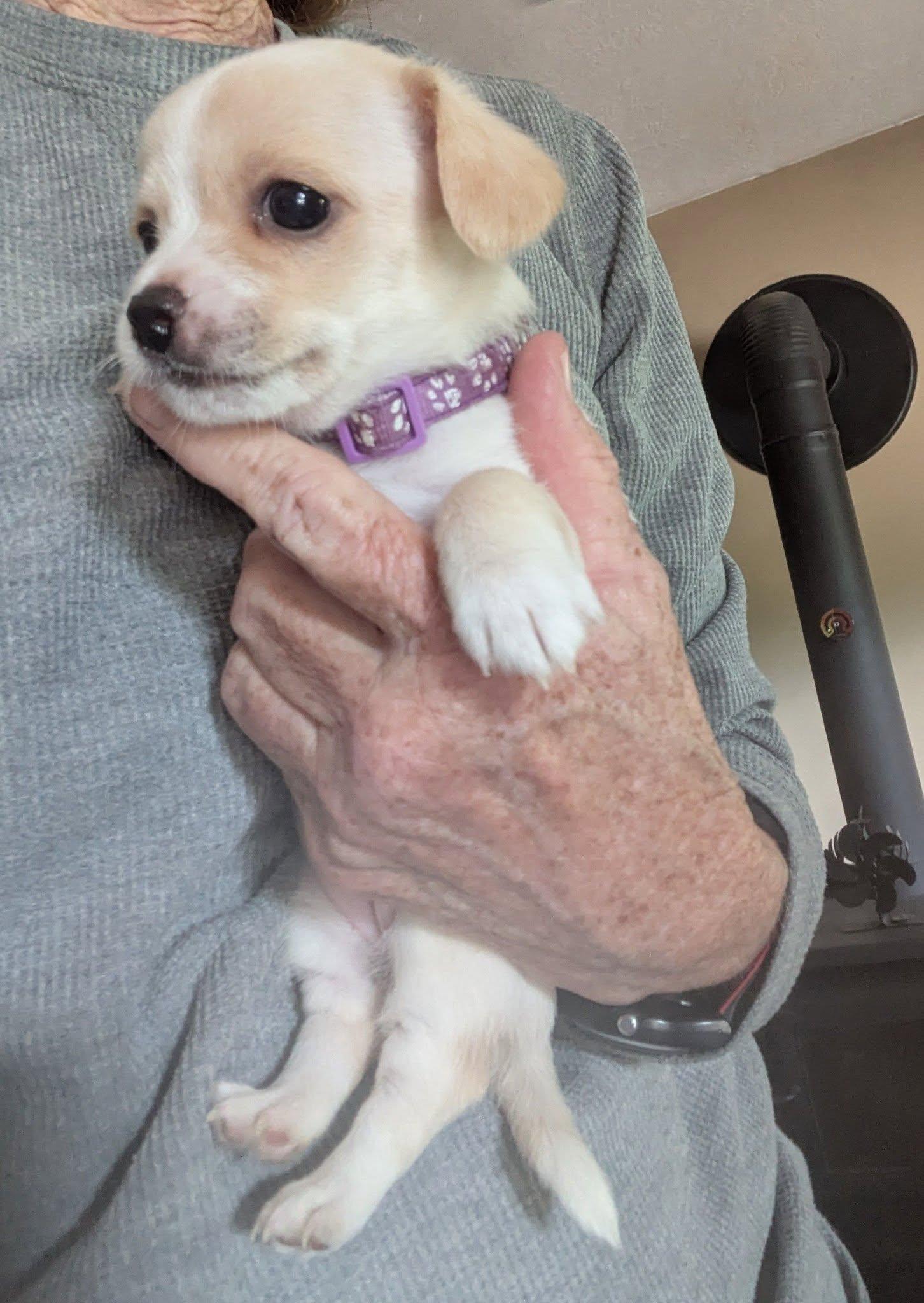 Milk, a ADOPTABLE mixed breed in Clatskanie, OR image 3/6