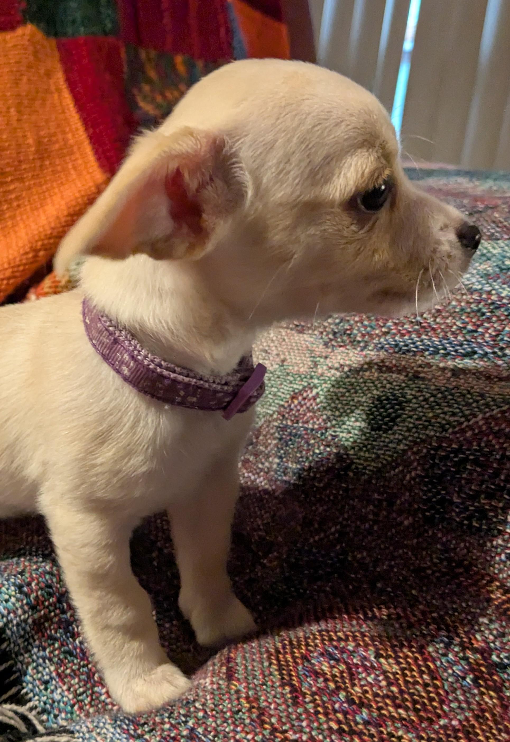 Milk, a ADOPTABLE mixed breed in Clatskanie, OR image 6/6