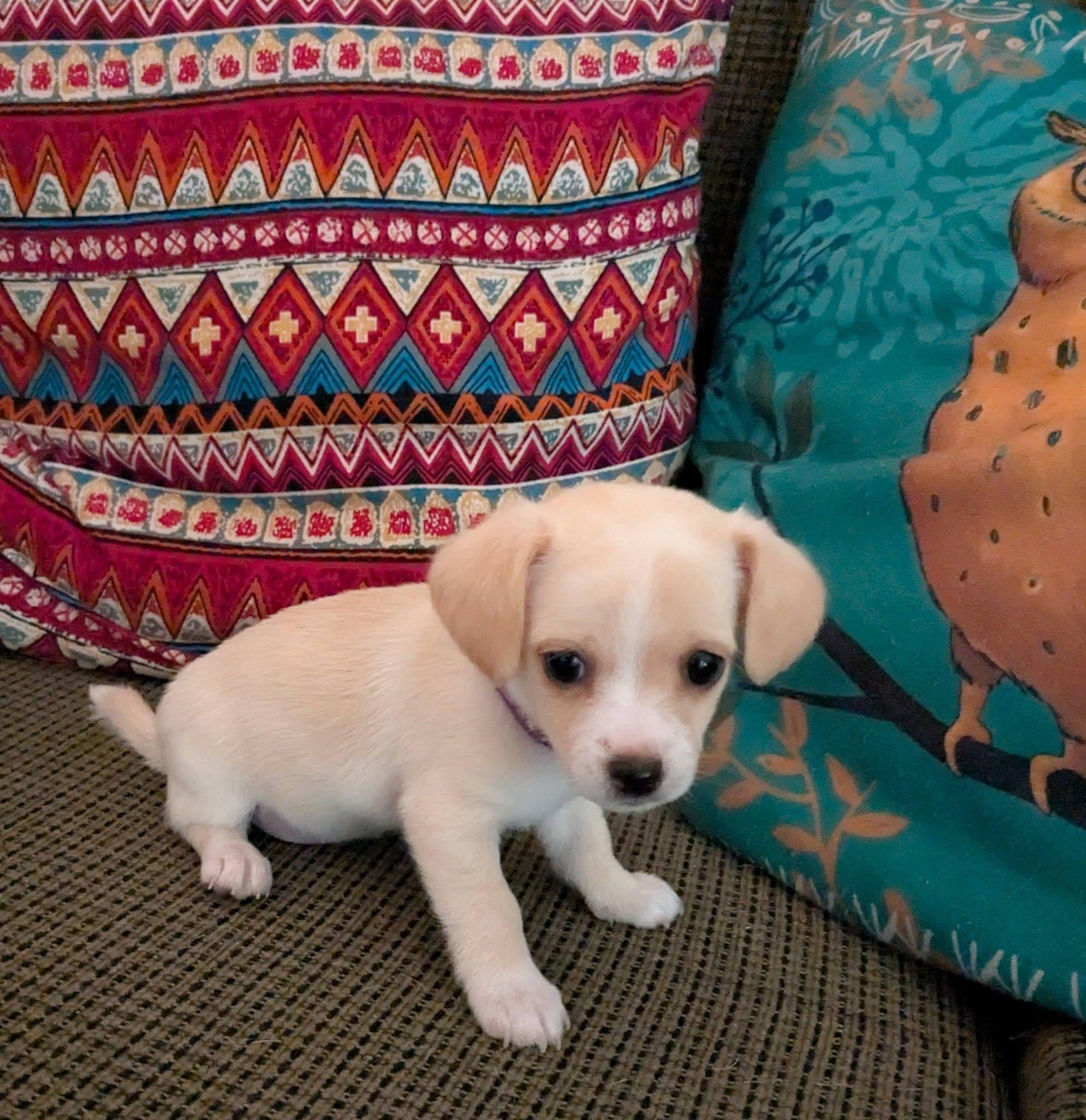 Milk, a ADOPTABLE mixed breed in Clatskanie, OR image 2/6