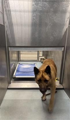 Enlarge GUS, a Adoptable German Shepherd Dog in Baldwin Park, CA image 1/1