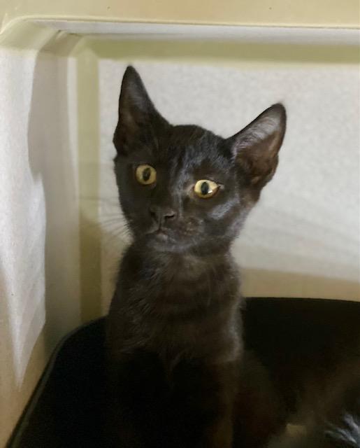 Gunner, Young Male Domestic Short Hair