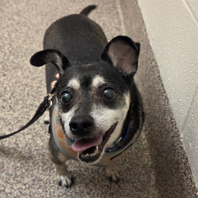 Enlarge HARRISON, a Adoptable mixed breed in Centerville, MA image 1/1