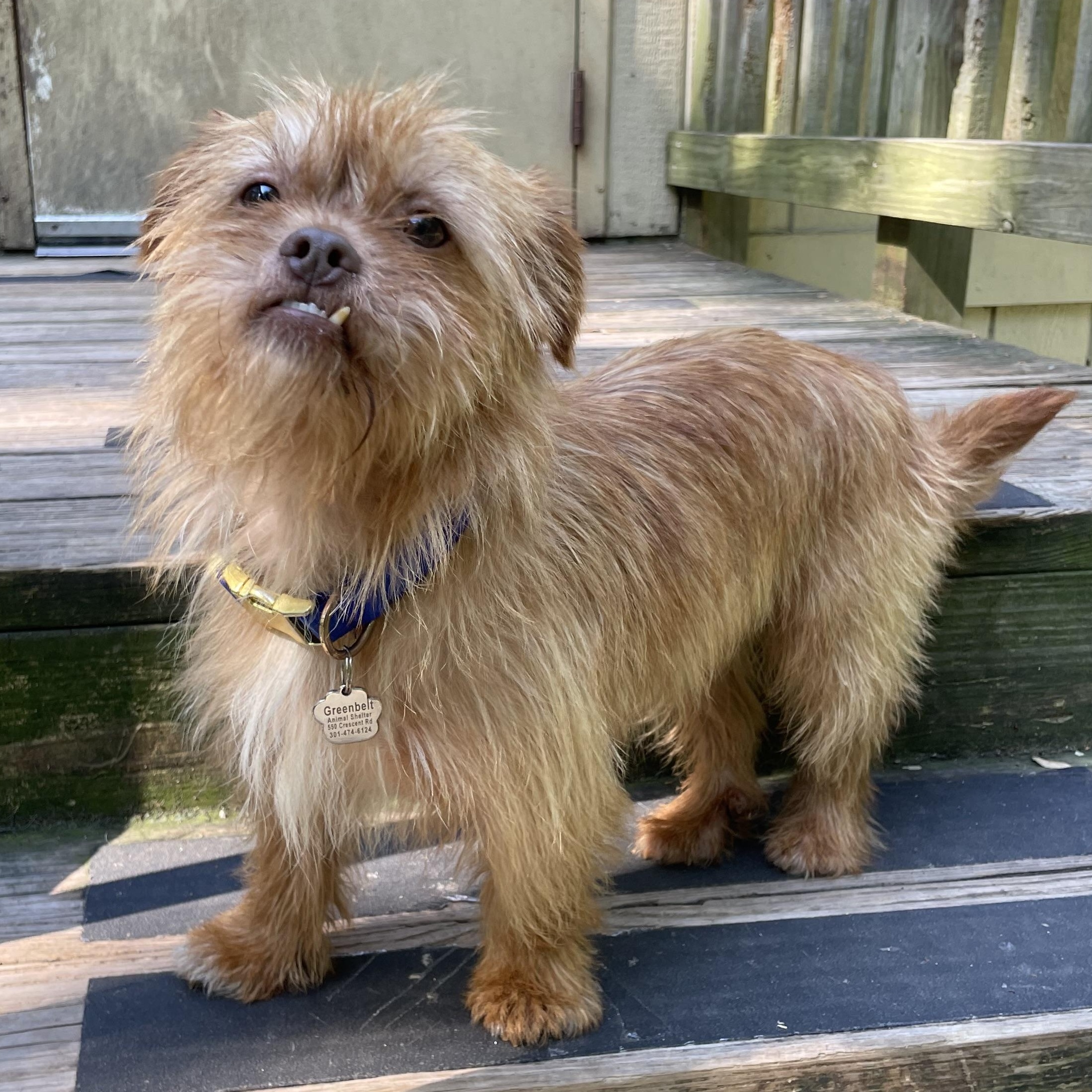 Enlarge Ziggy, an adopted mixed breed in Greenbelt, MD image 2/3