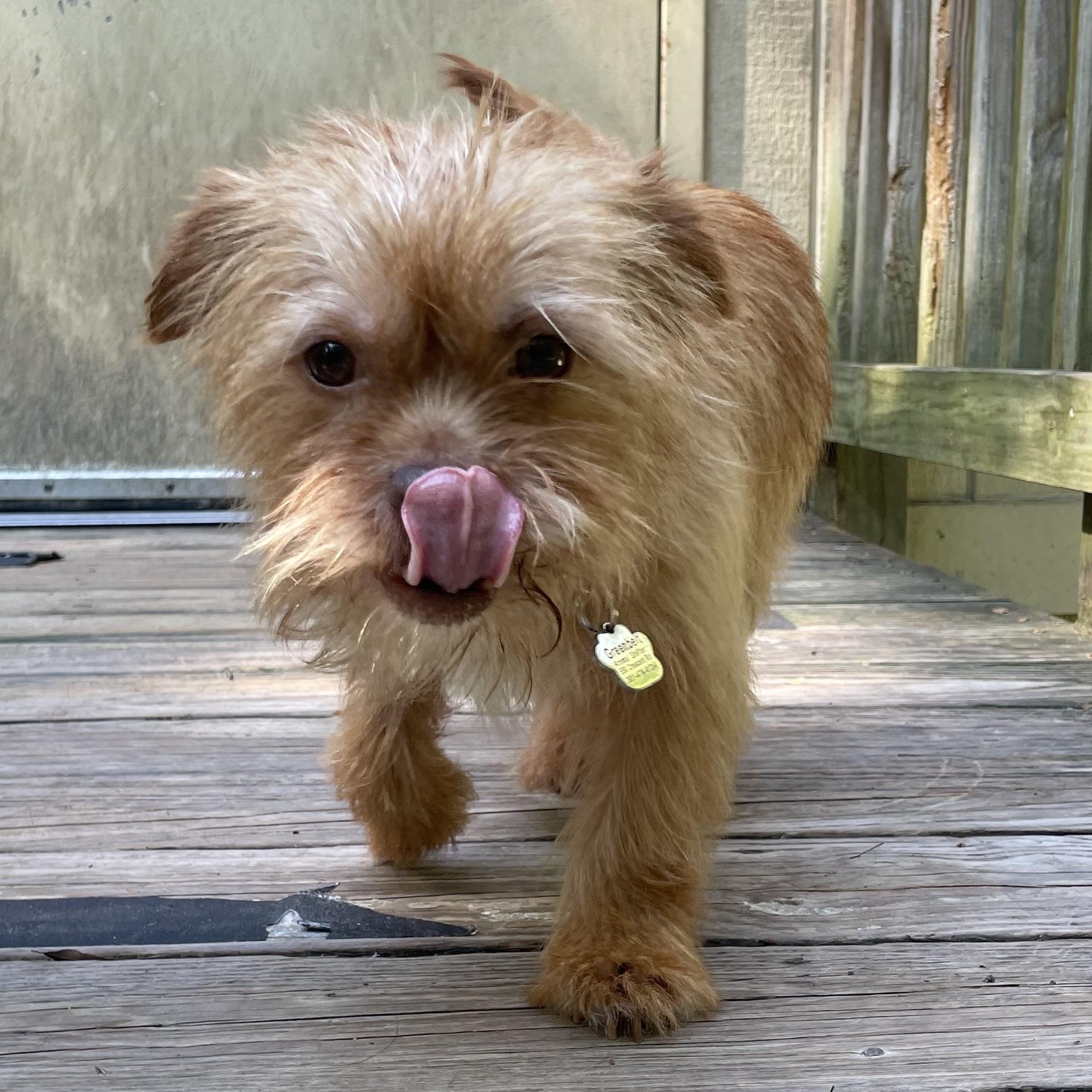 Enlarge Ziggy, an adopted mixed breed in Greenbelt, MD image 3/3
