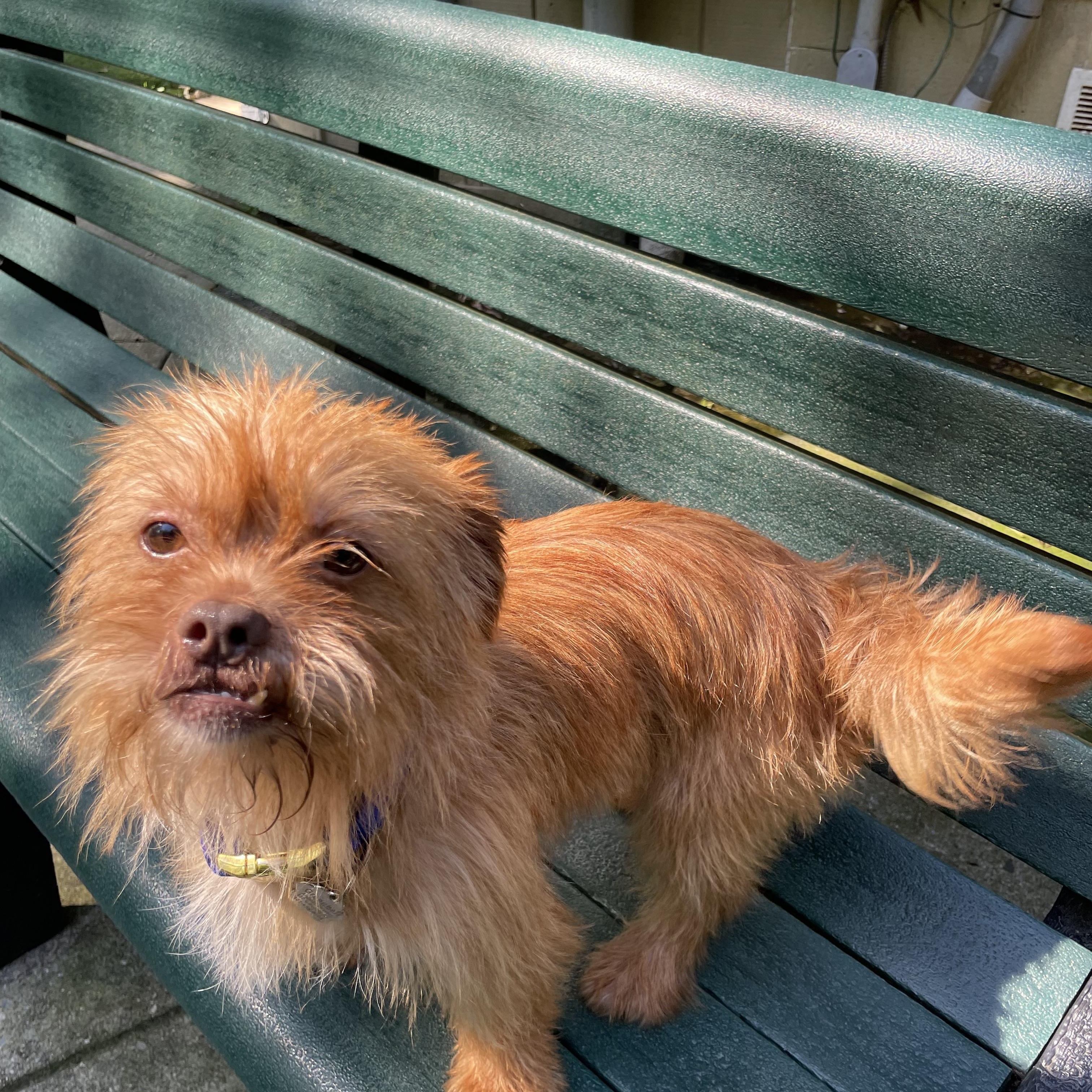 Ziggy, adopted, Adult Male Cairn Terrier.