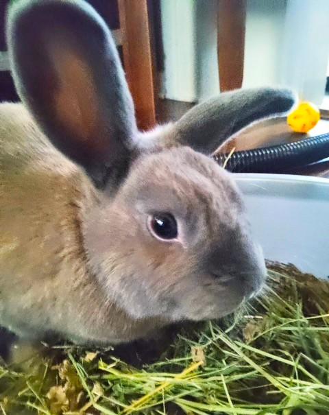 Rosalia & Boo - Bonded Pair, a Adoptable mixed breed in Utica, NY image 6/6