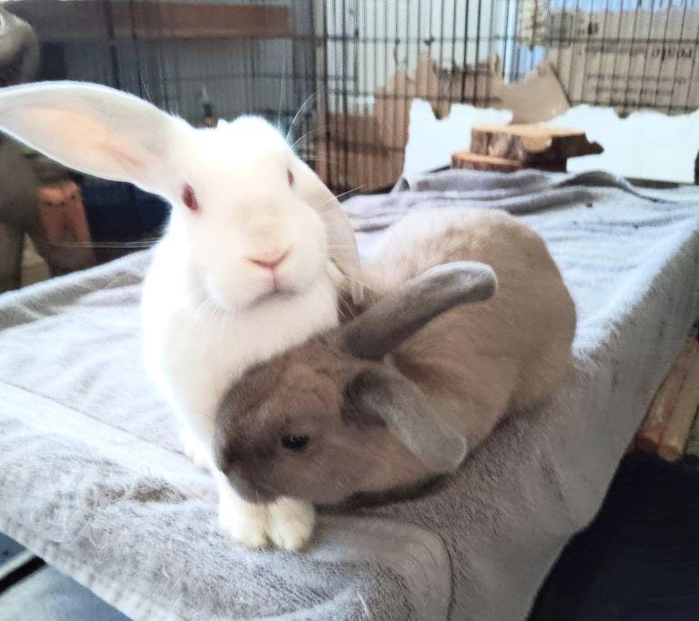 Rosalia & Boo - Bonded Pair, Adoptable, Adult Female Bunny Rabbit.