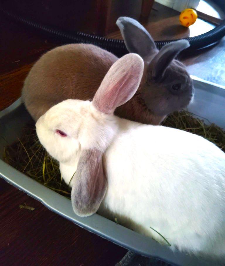 Rosalia & Boo - Bonded Pair, a Adoptable mixed breed in Utica, NY image 5/6