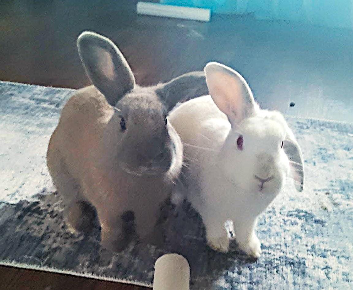 Rosalia & Boo - Bonded Pair, a Adoptable mixed breed in Utica, NY image 4/6