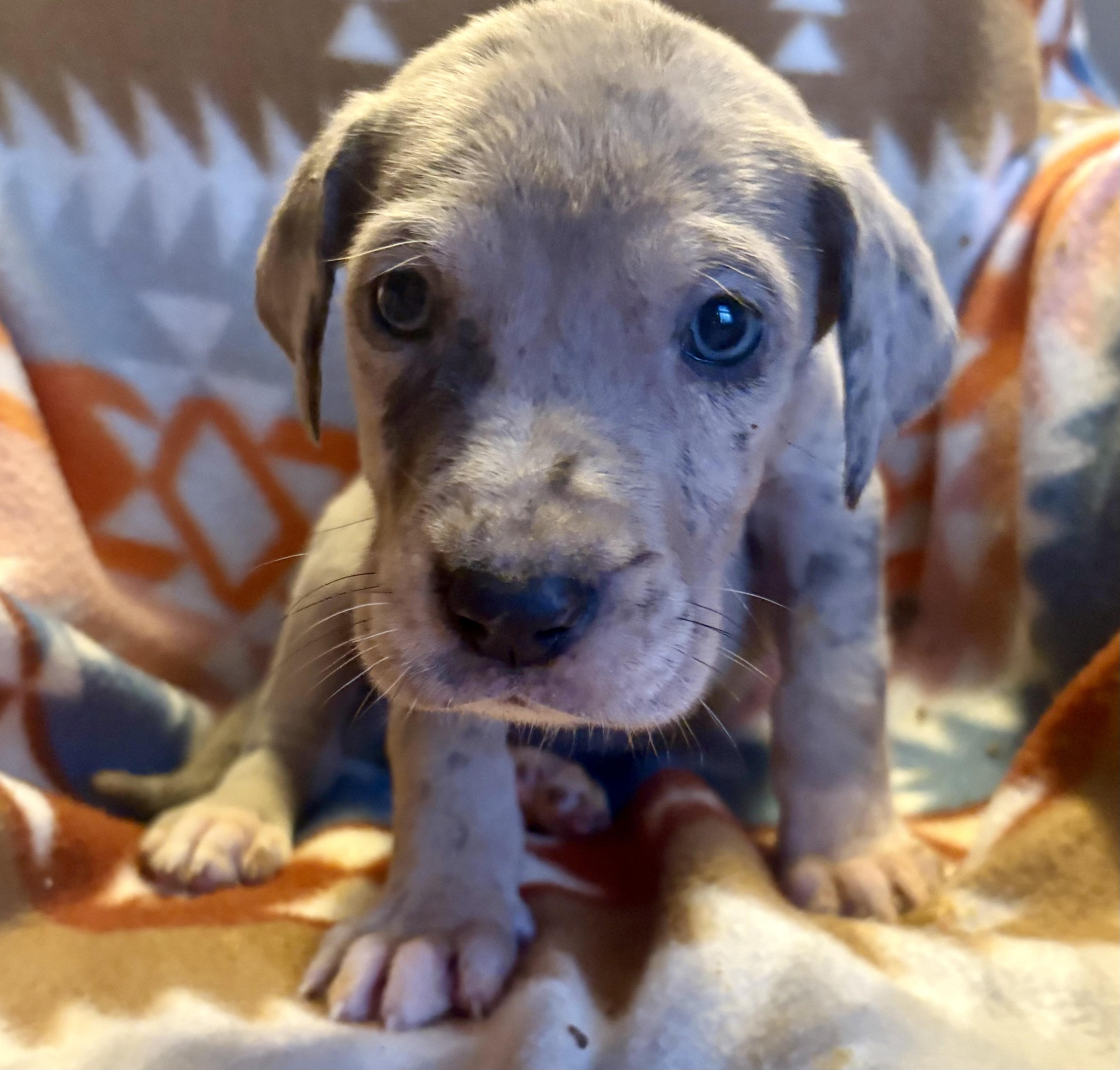 Blossom, an adopted Great Dane in Maryville, TN image 2/4